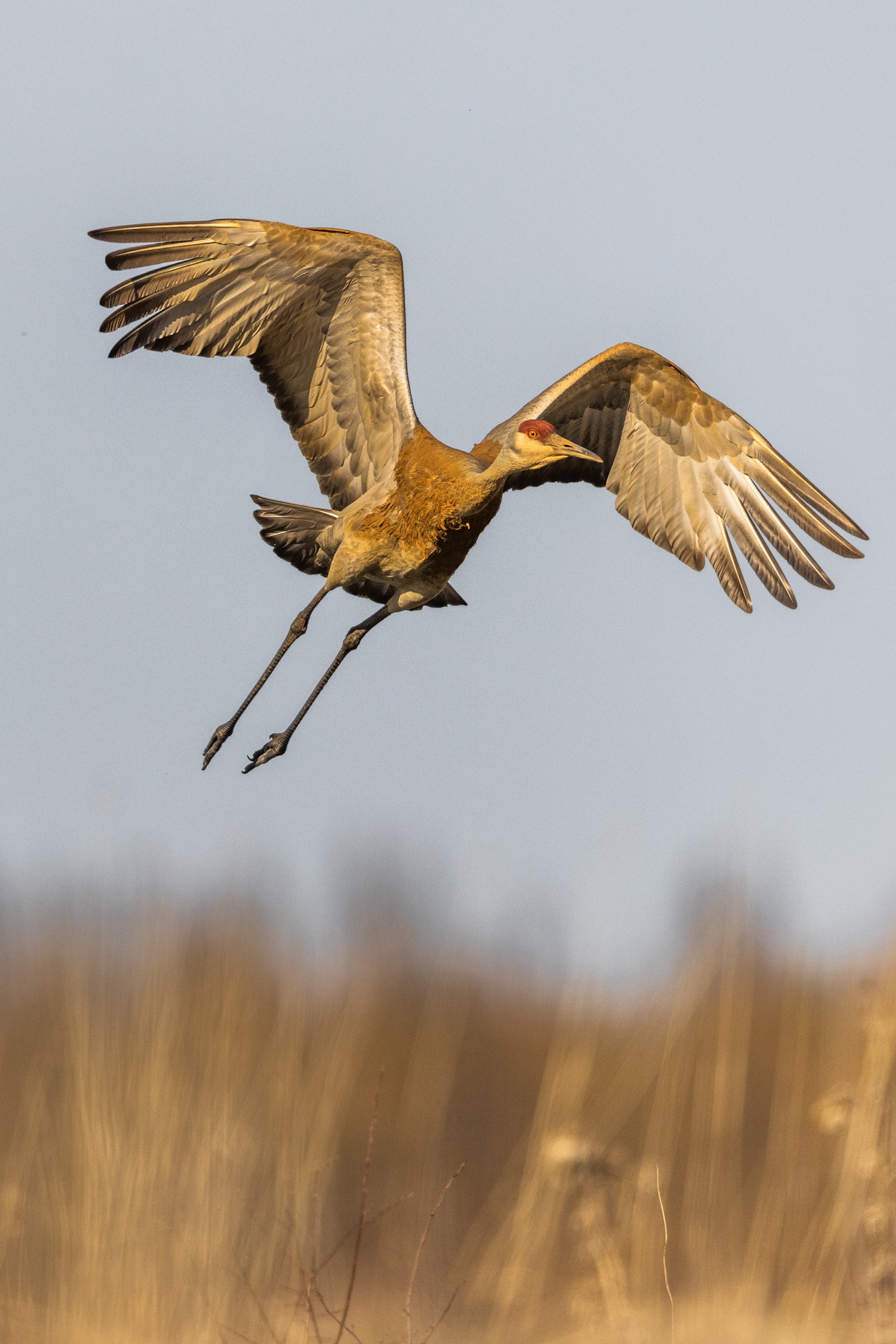 Sandhill Crane 024