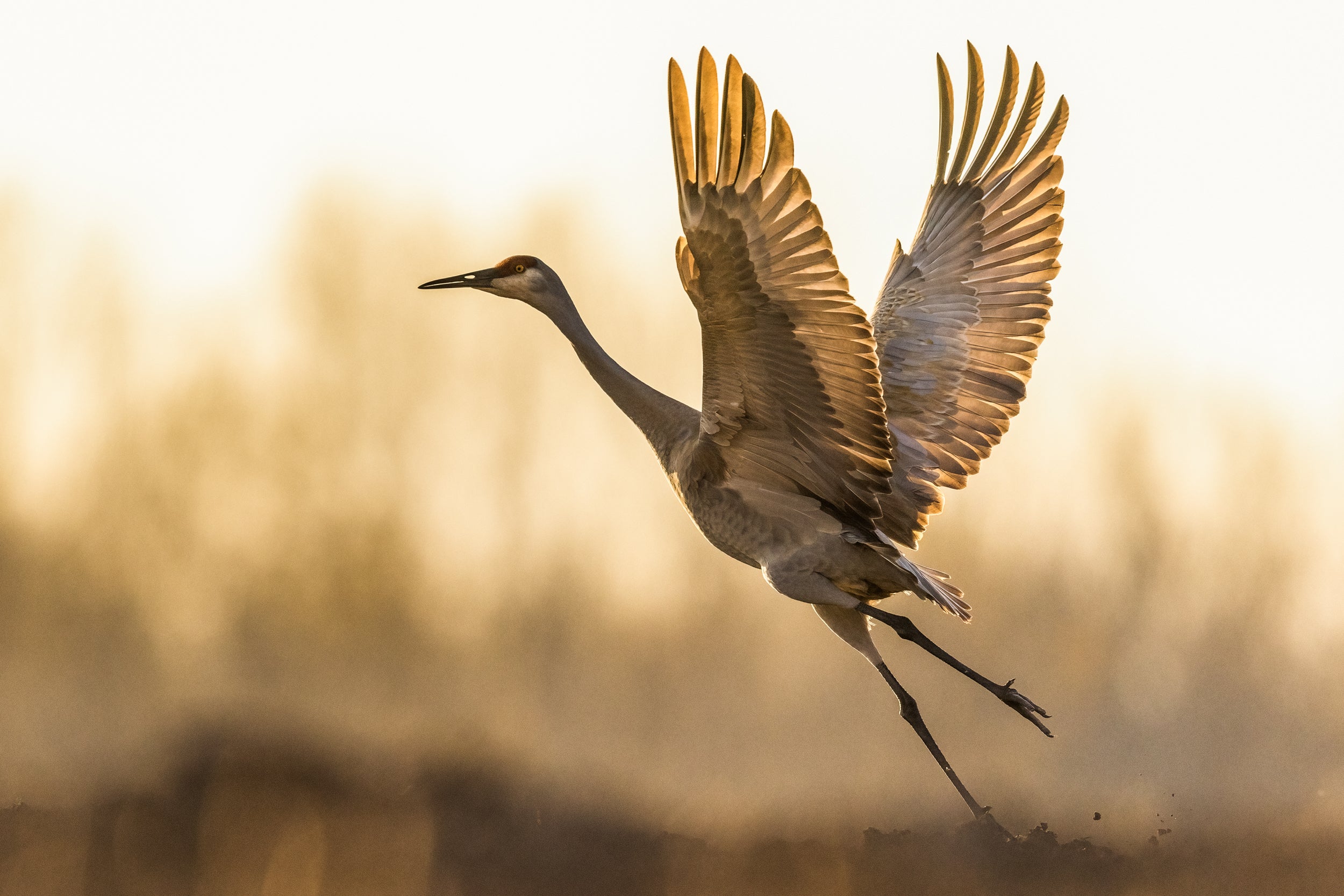 Sandhill Crane 025