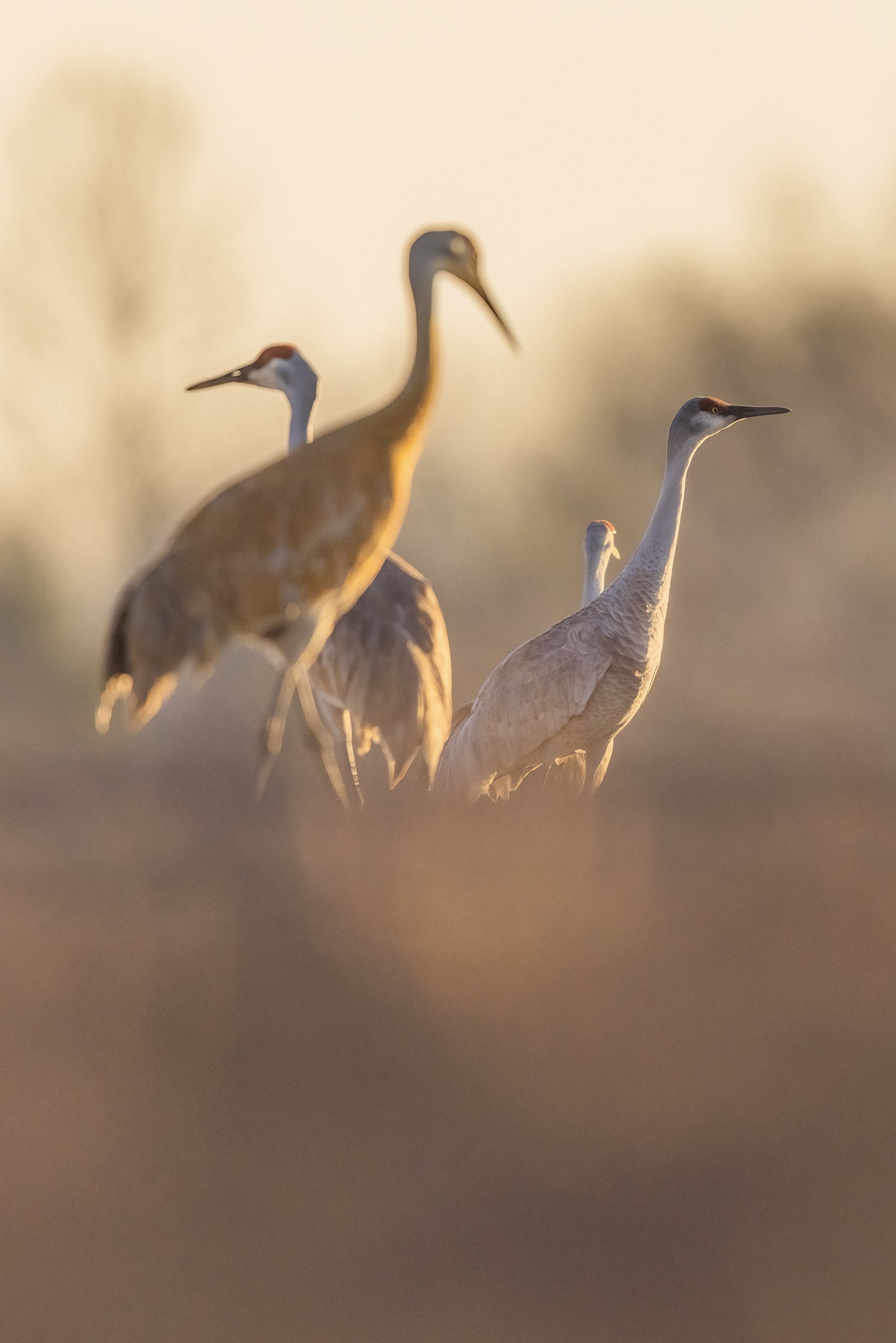 Sandhill Crane 026