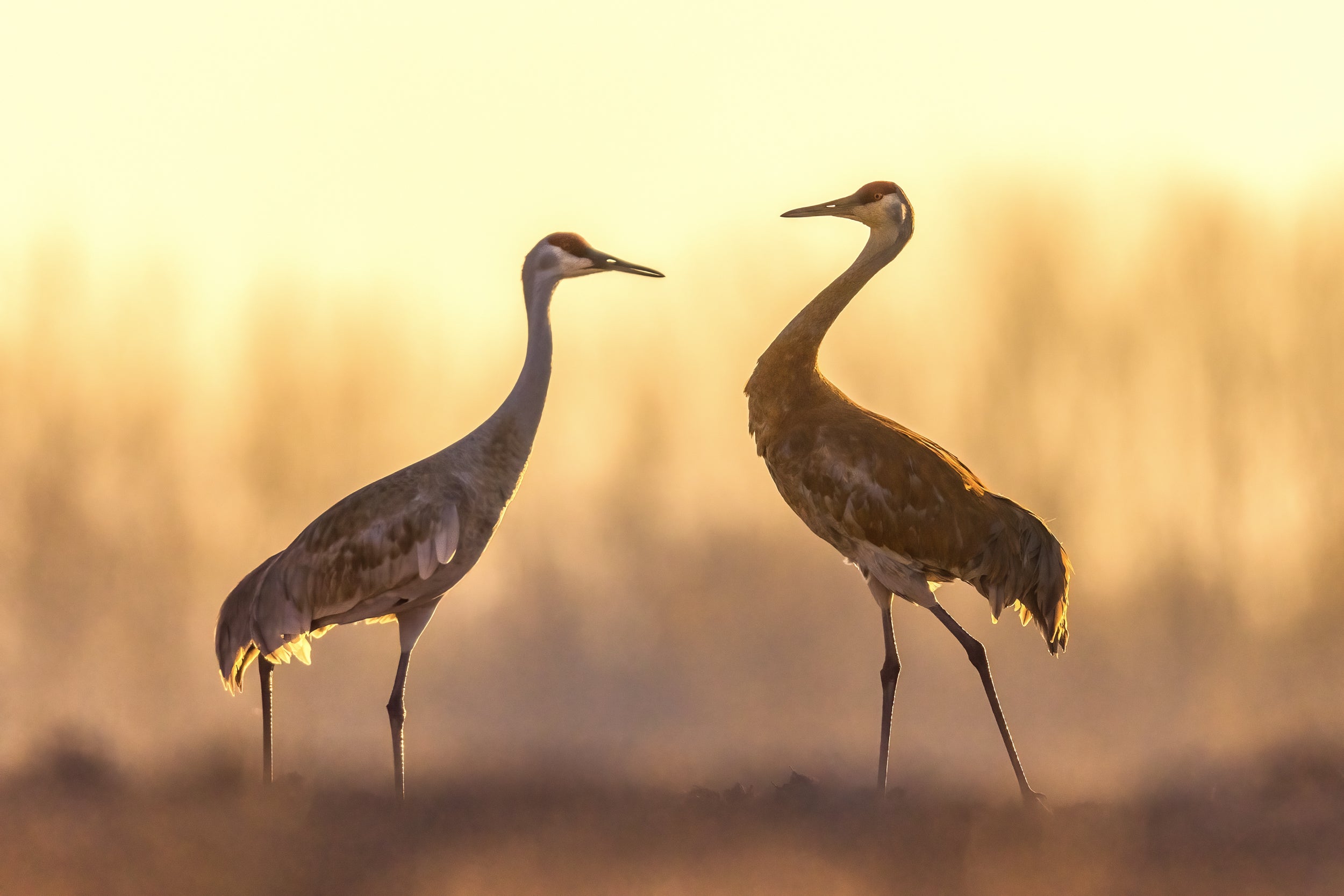 Sandhill Crane 027
