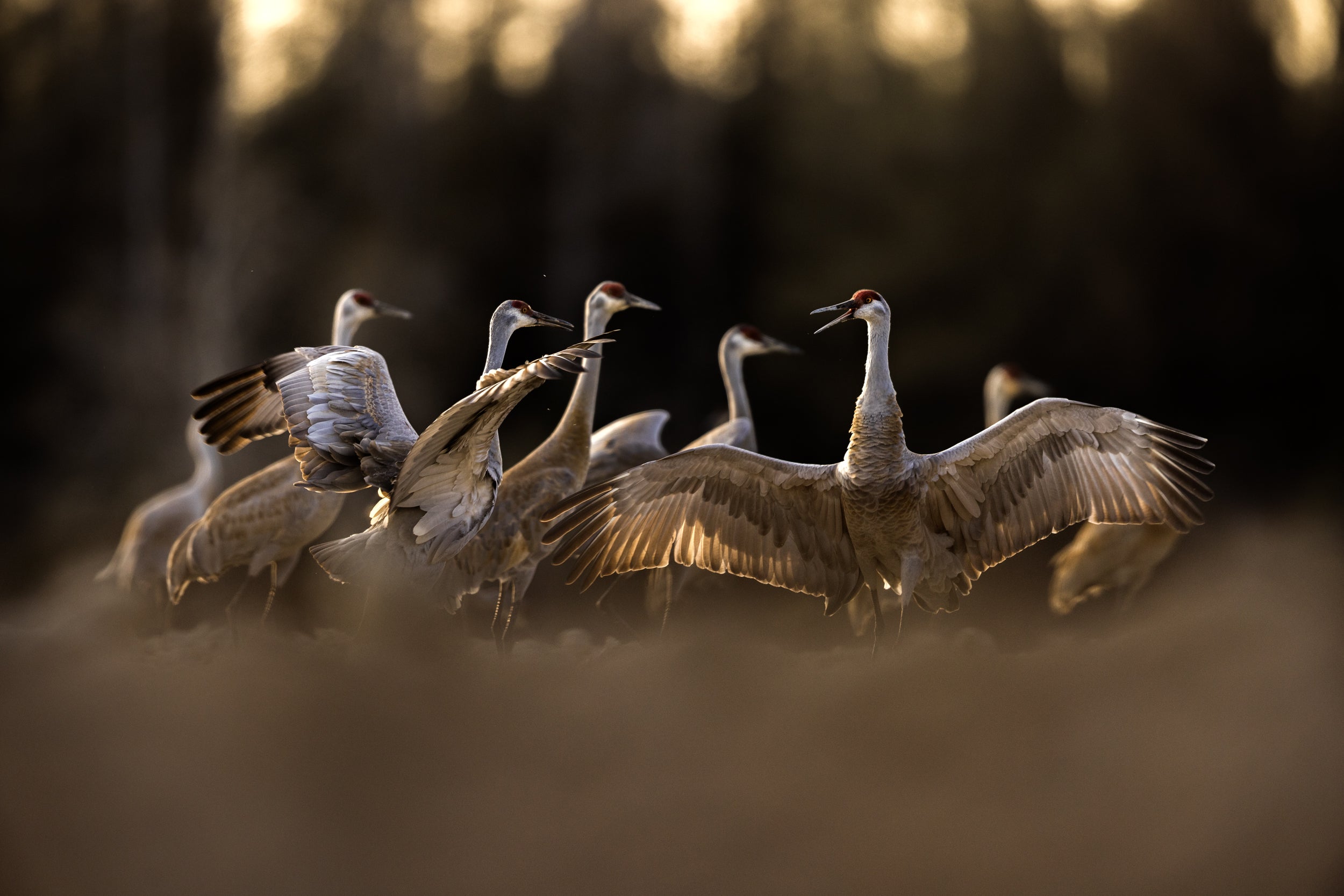 Sandhill Crane 028