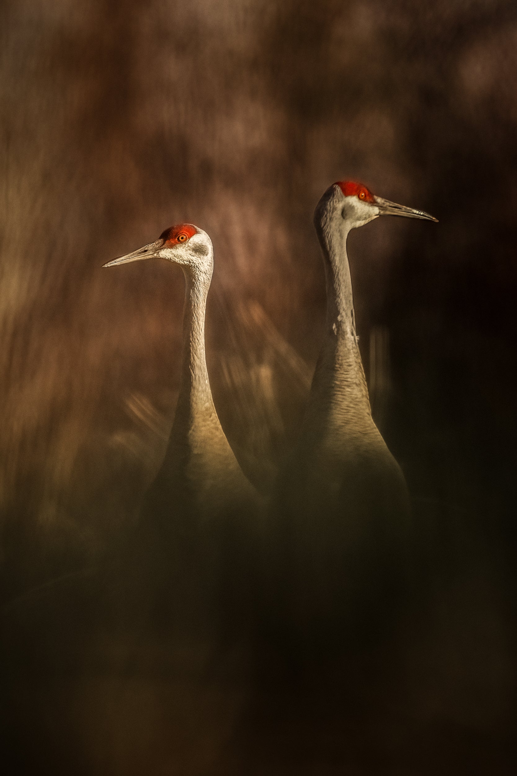 Sandhill Crane 029