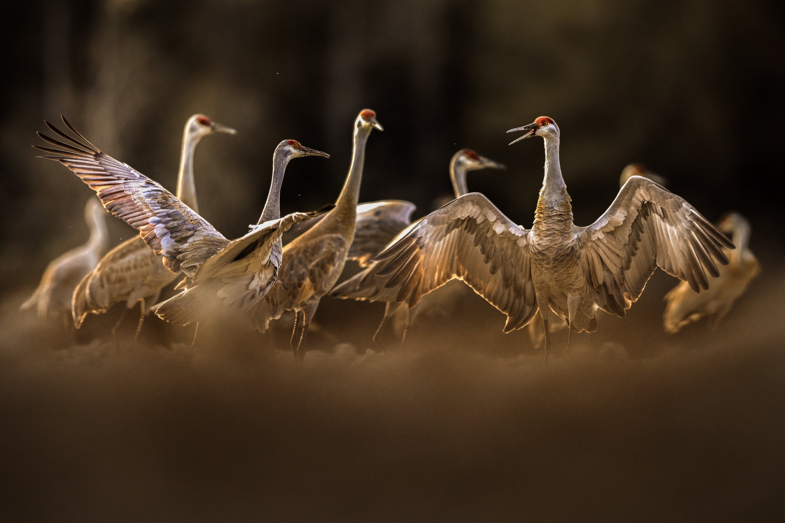 Sandhill Crane 030