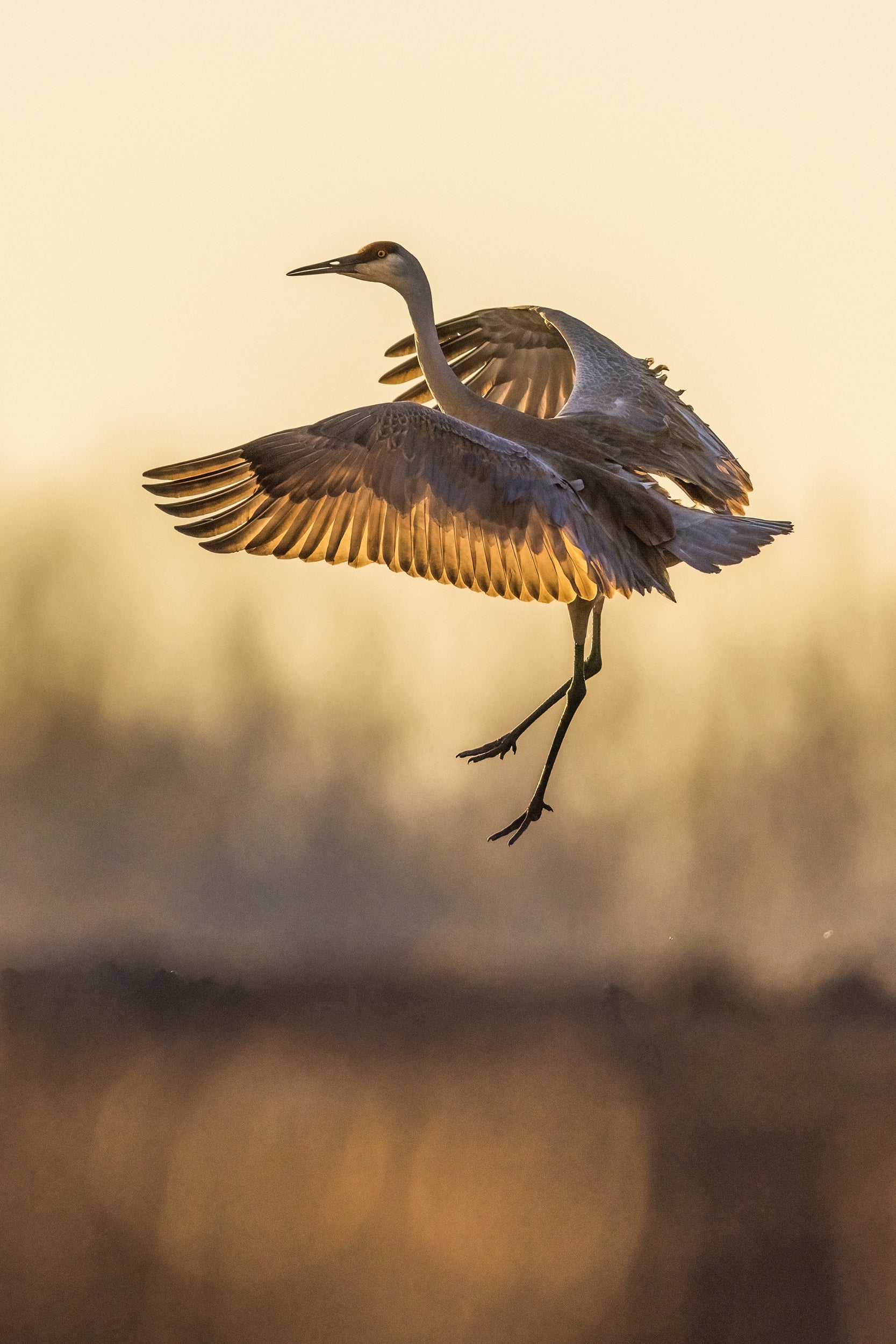 Sandhill Crane 031