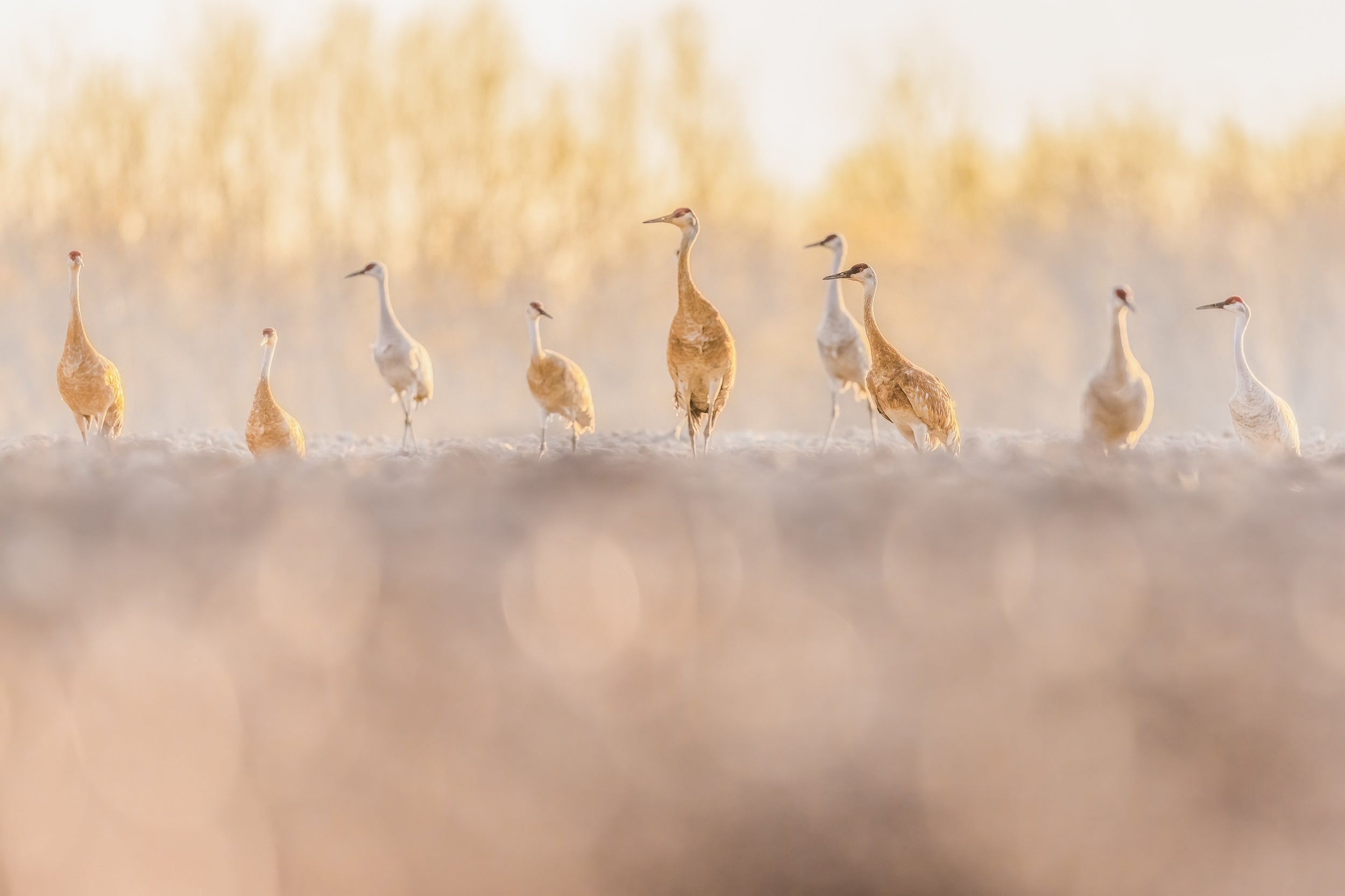 Sandhill Crane 032