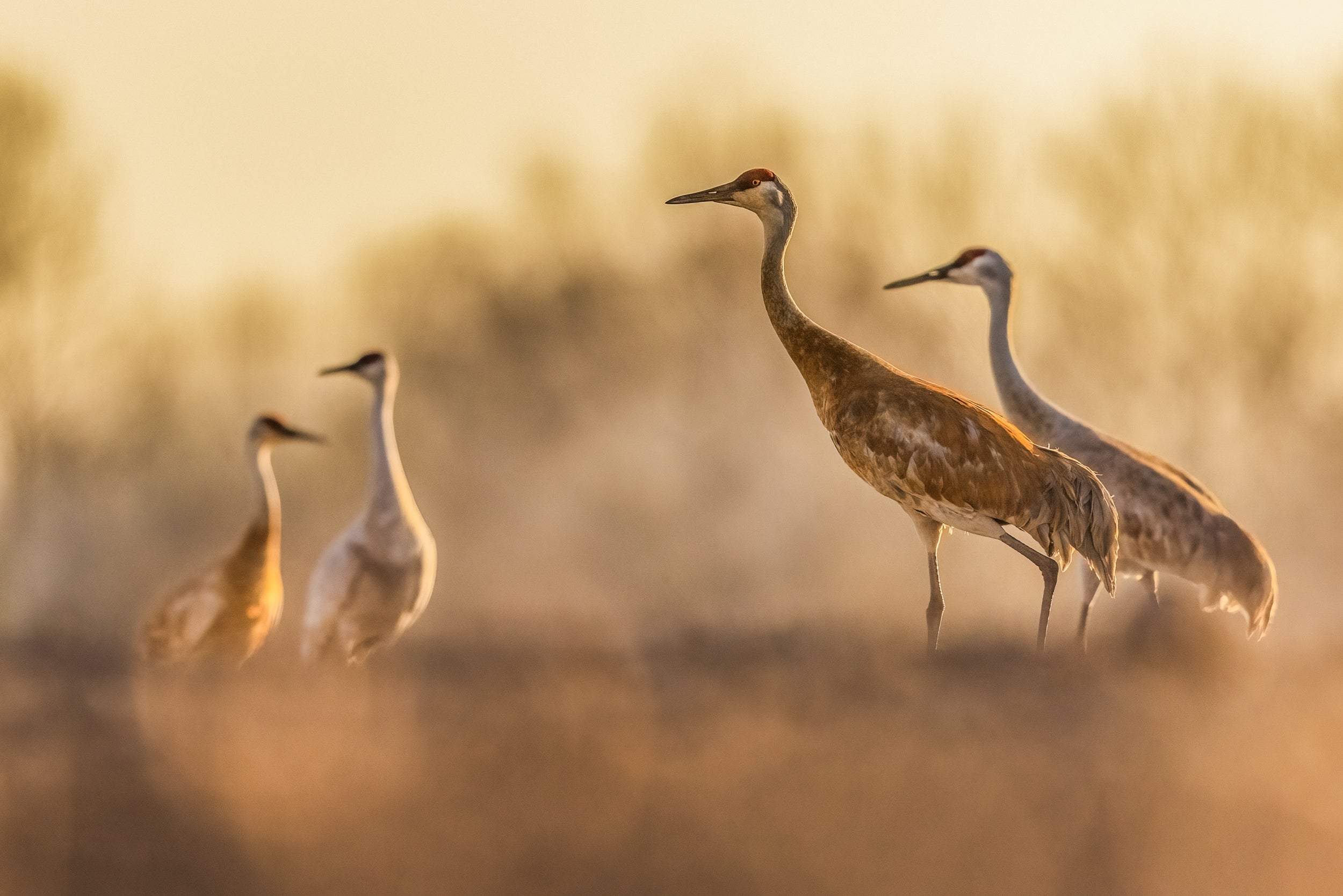 Sandhill Crane 034