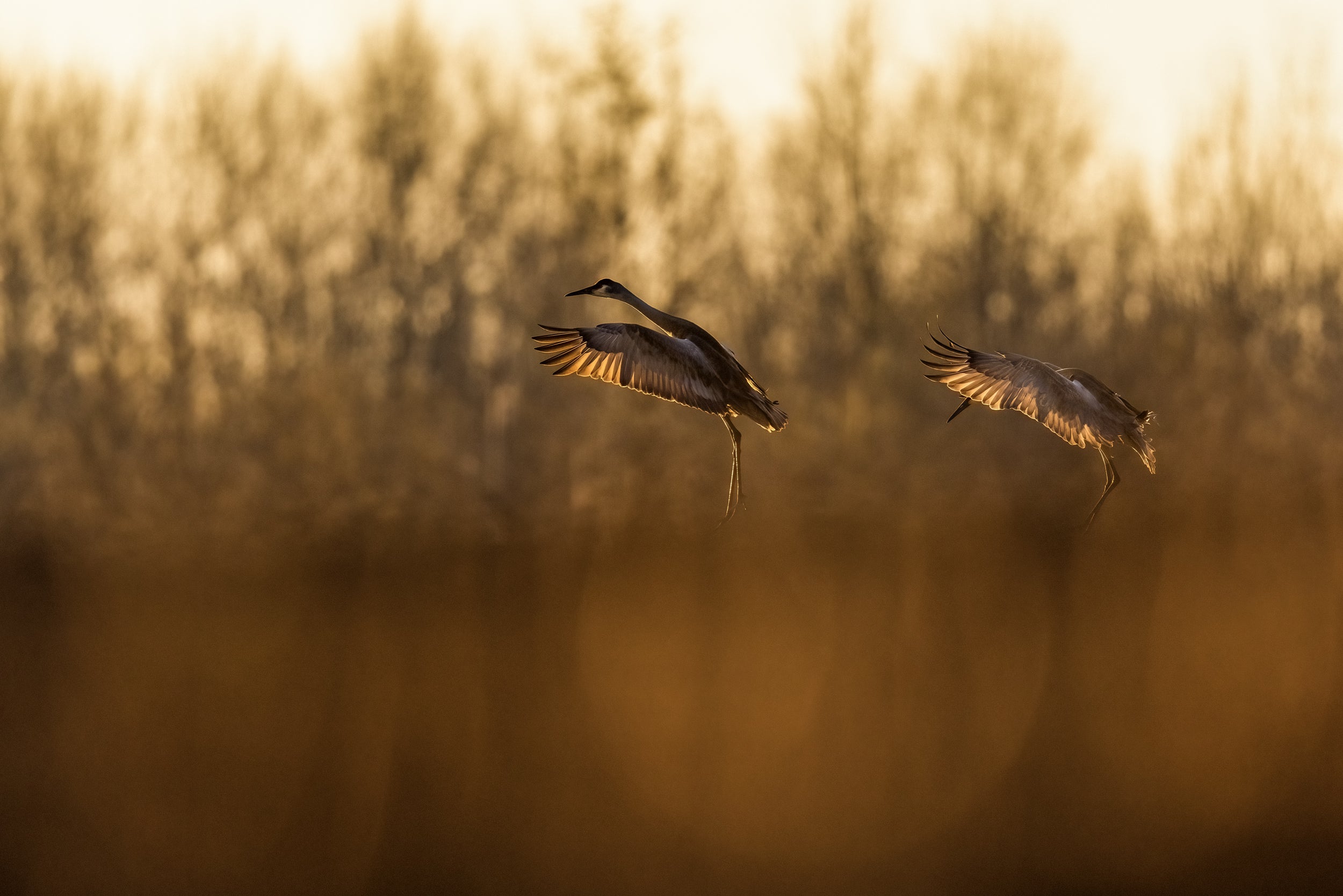 Sandhill Crane 035