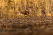 Sandhill Crane 036
