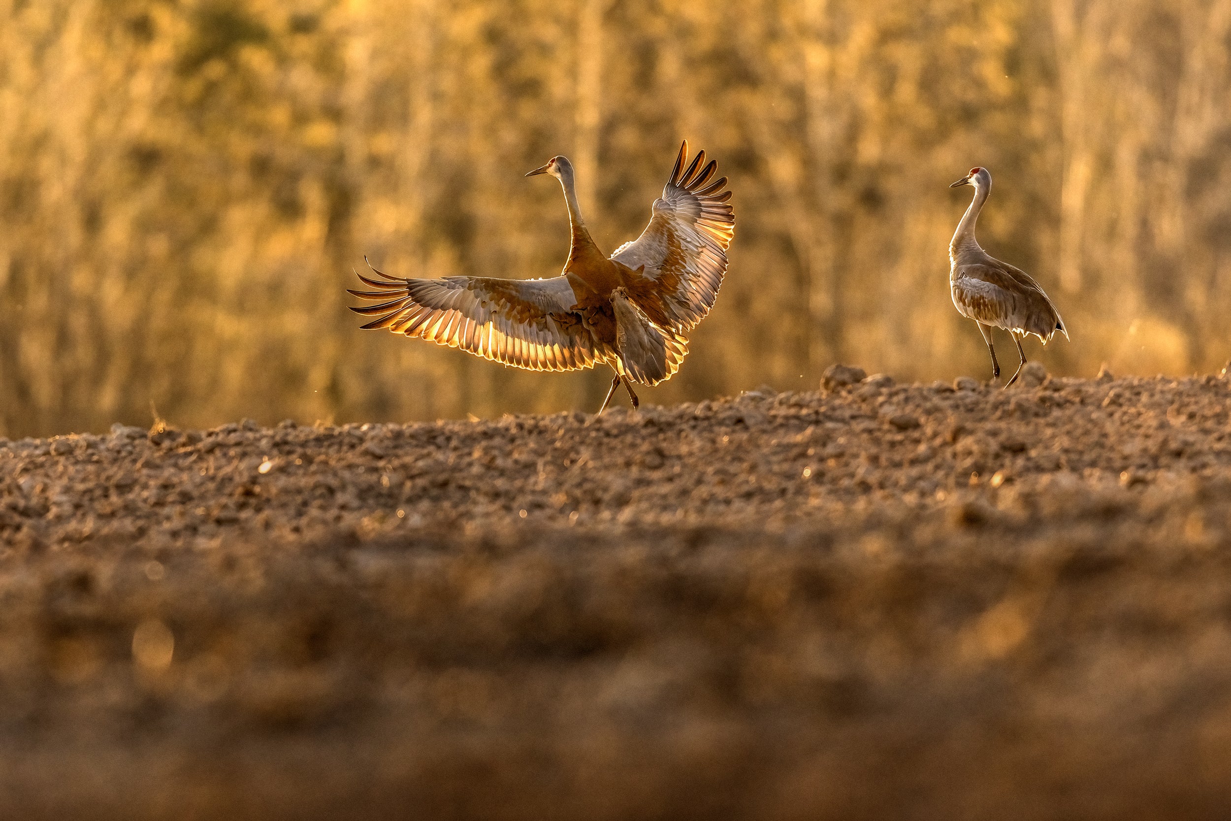 Sandhill Crane 036