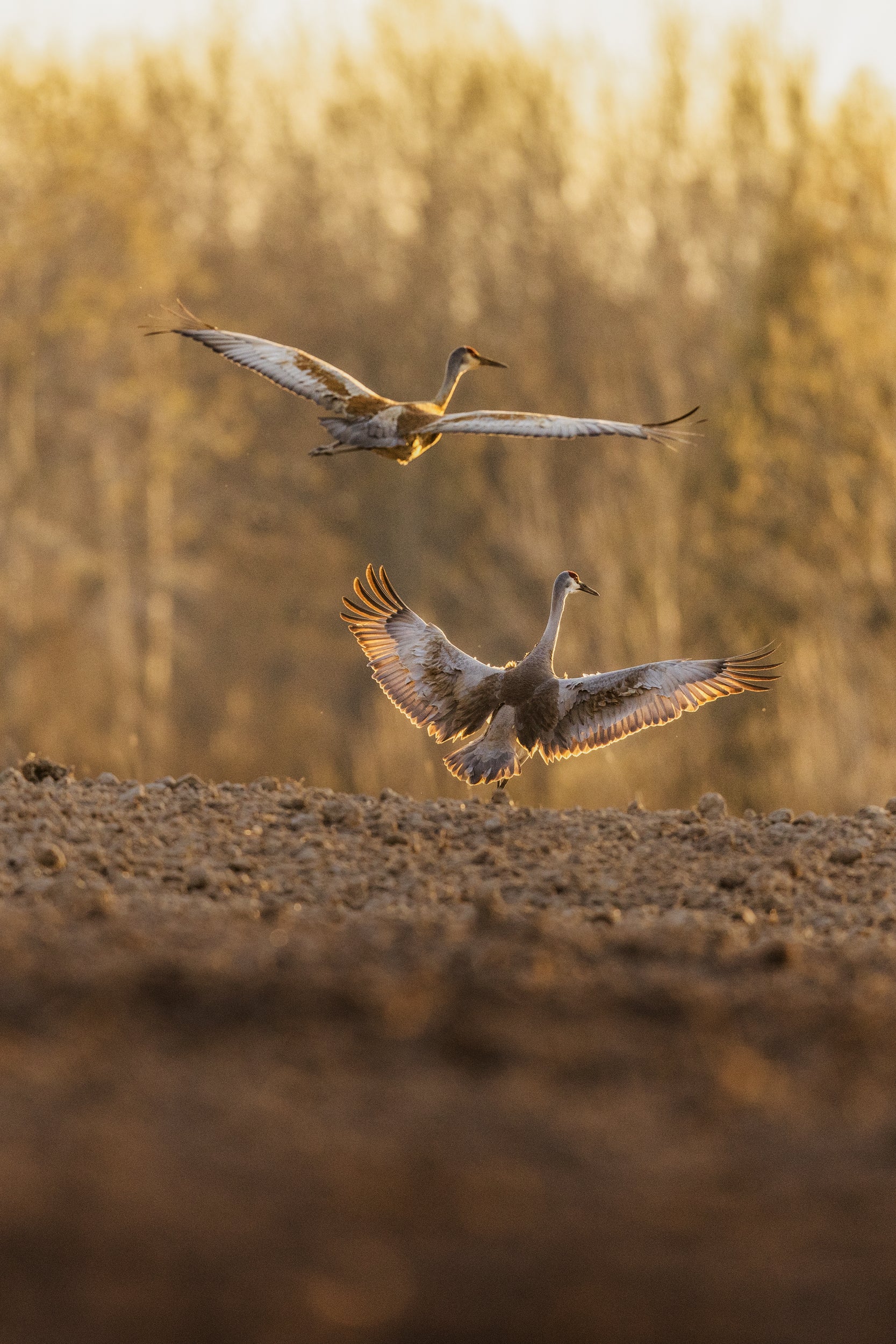 Sandhill Crane 037