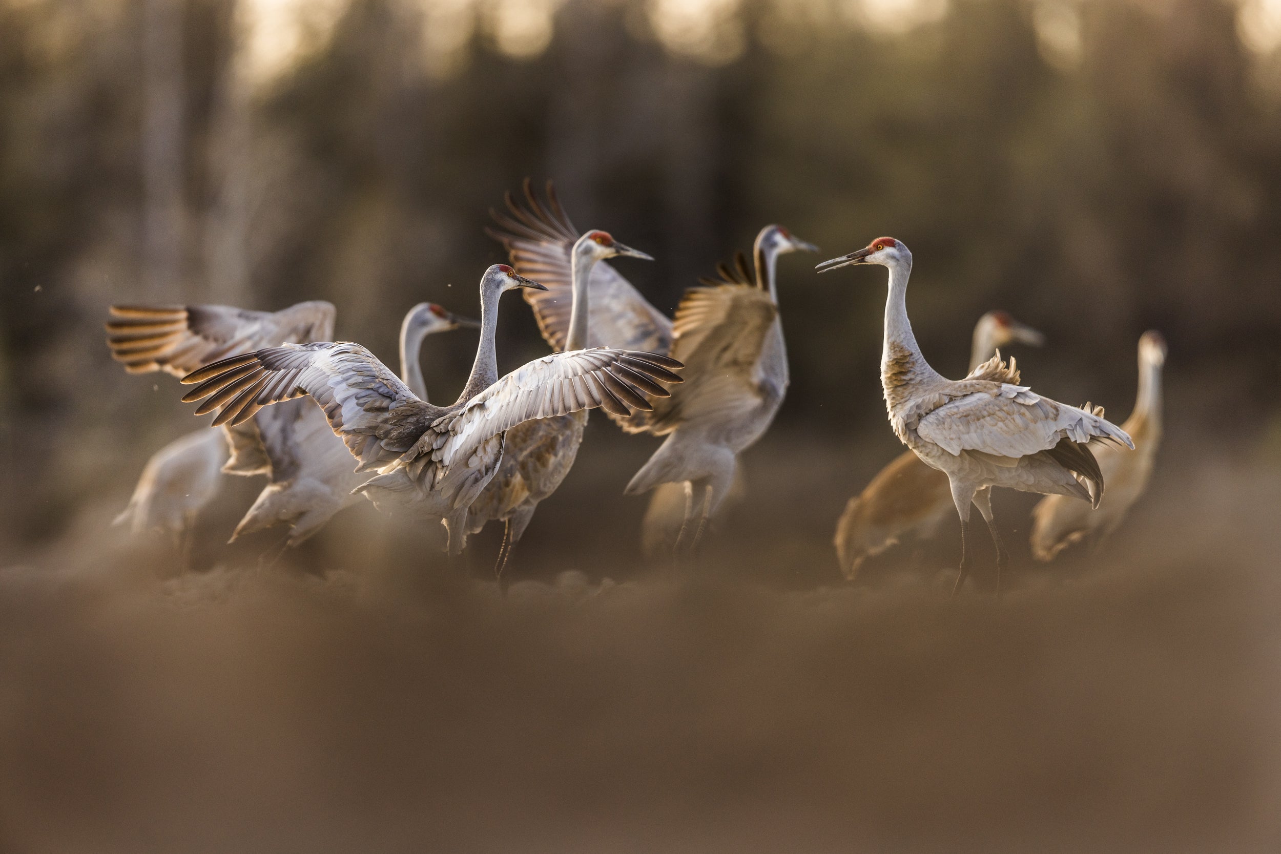 Sandhill Crane 038