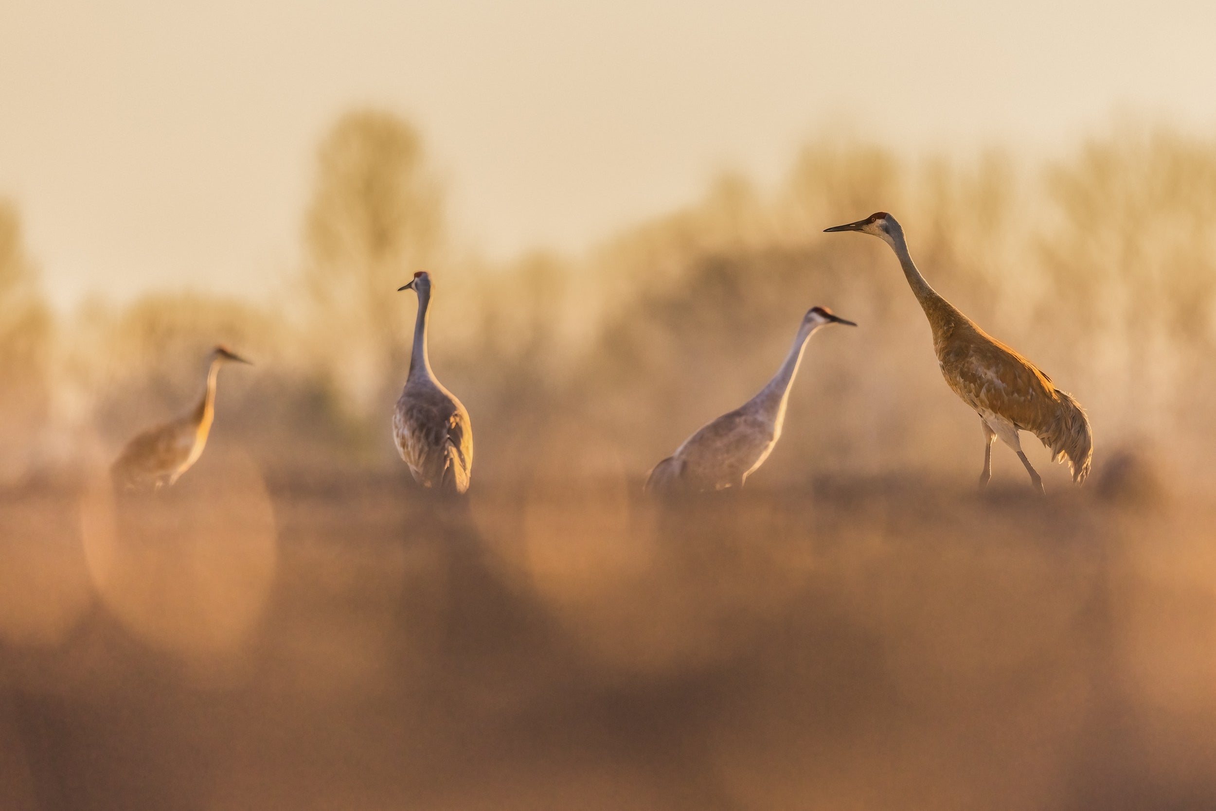 Sandhill Crane 039