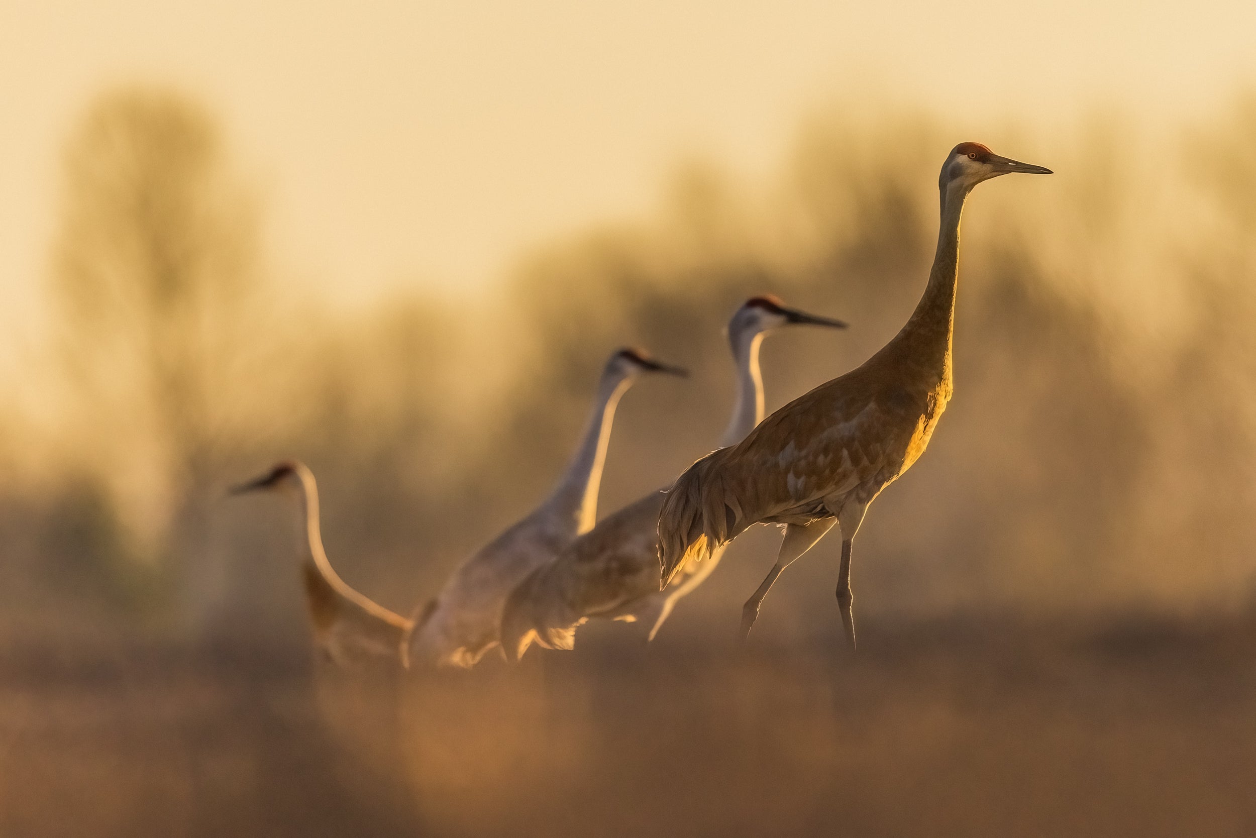Sandhill Crane 040