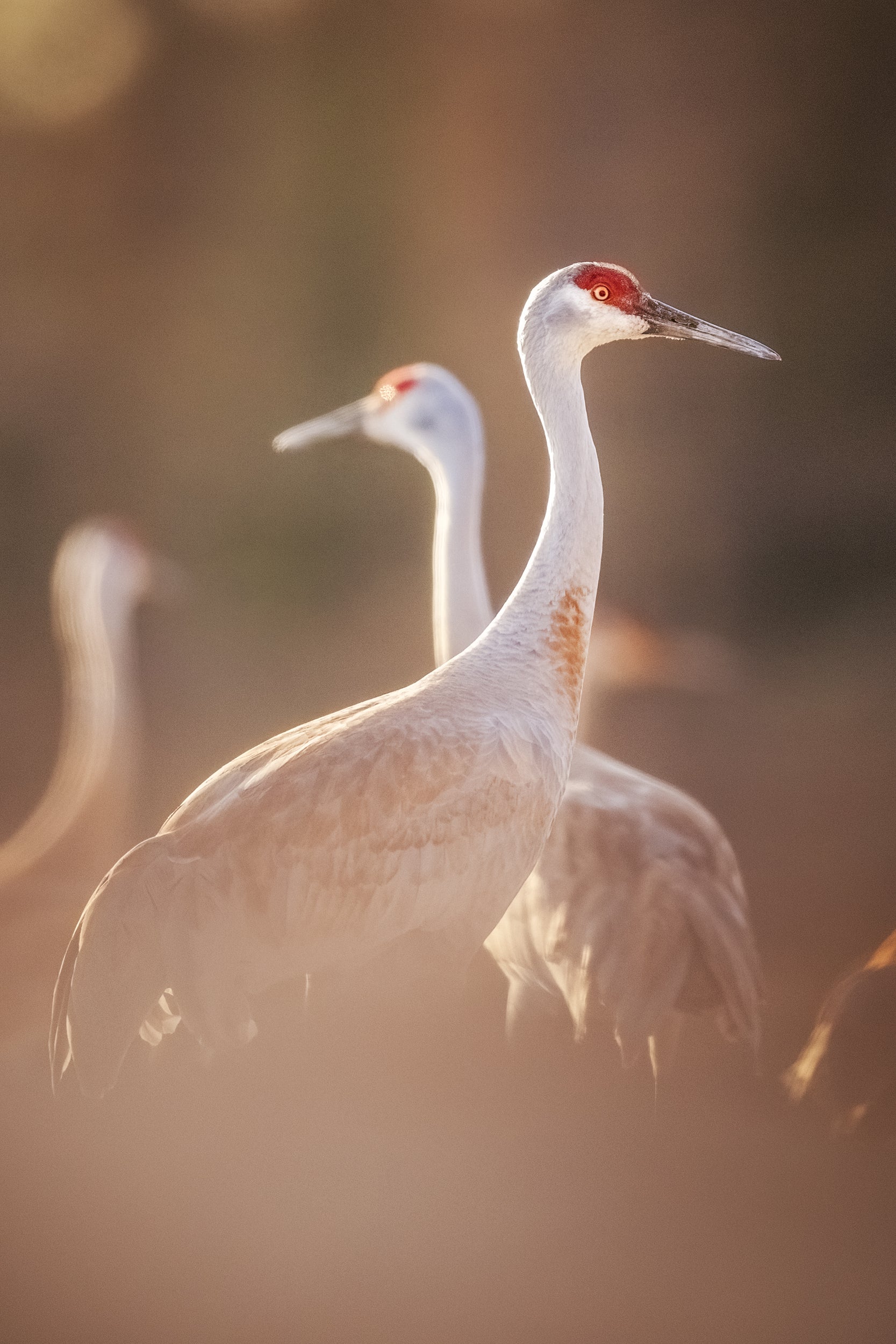 Sandhill Crane 041