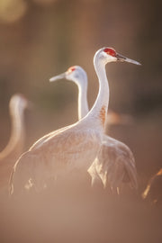 Sandhill Crane 041