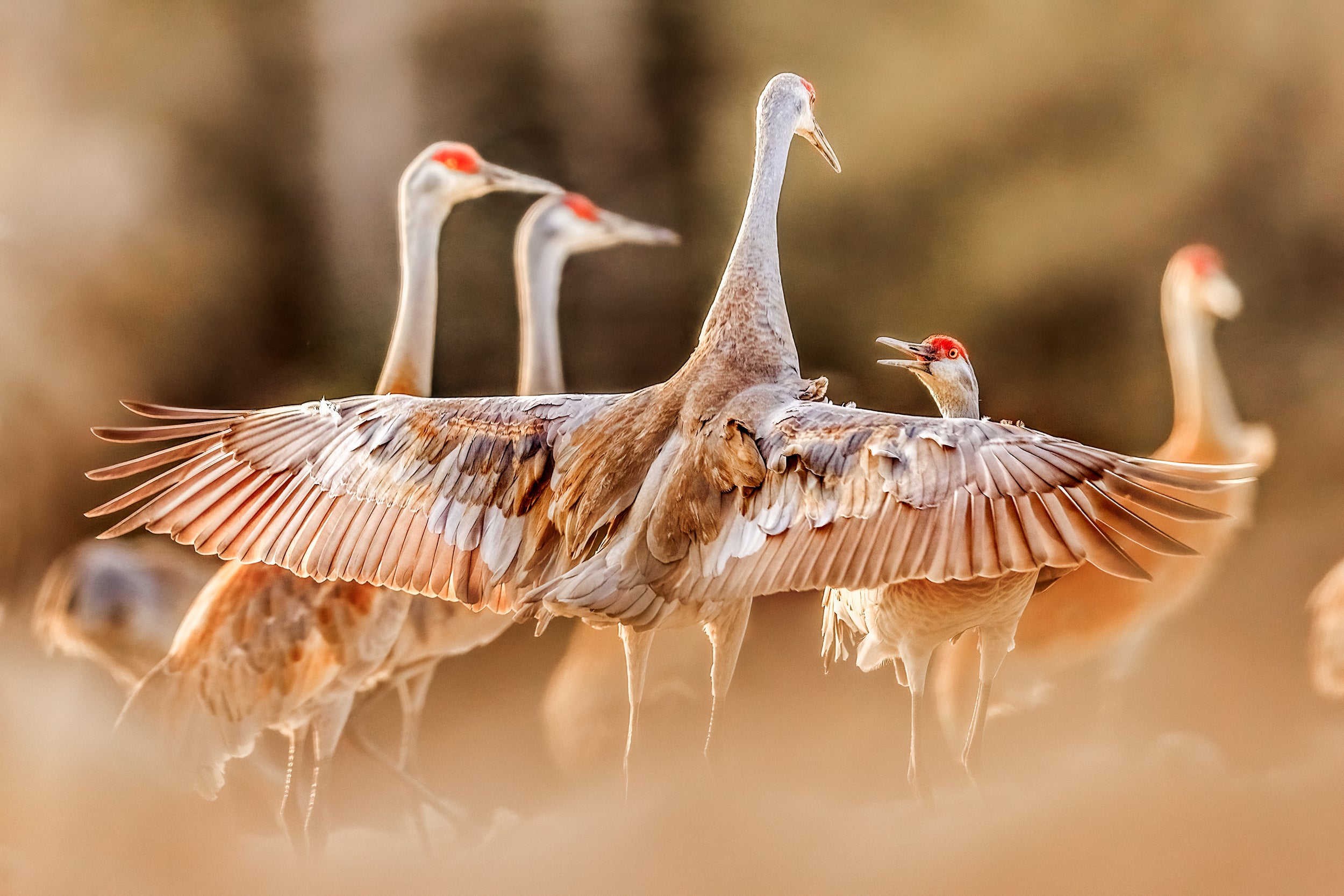 Sandhill Crane 043