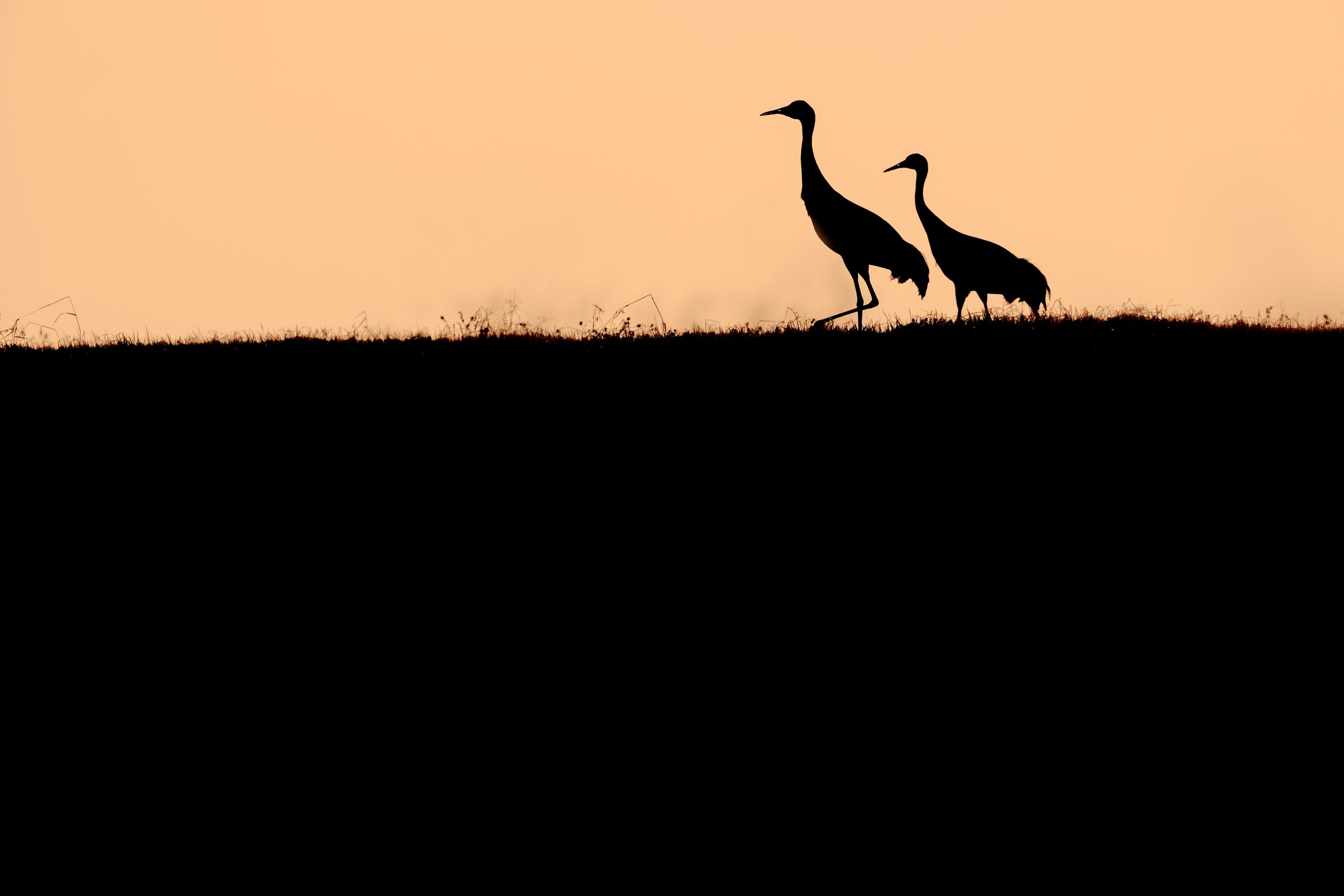Sandhill Crane 044