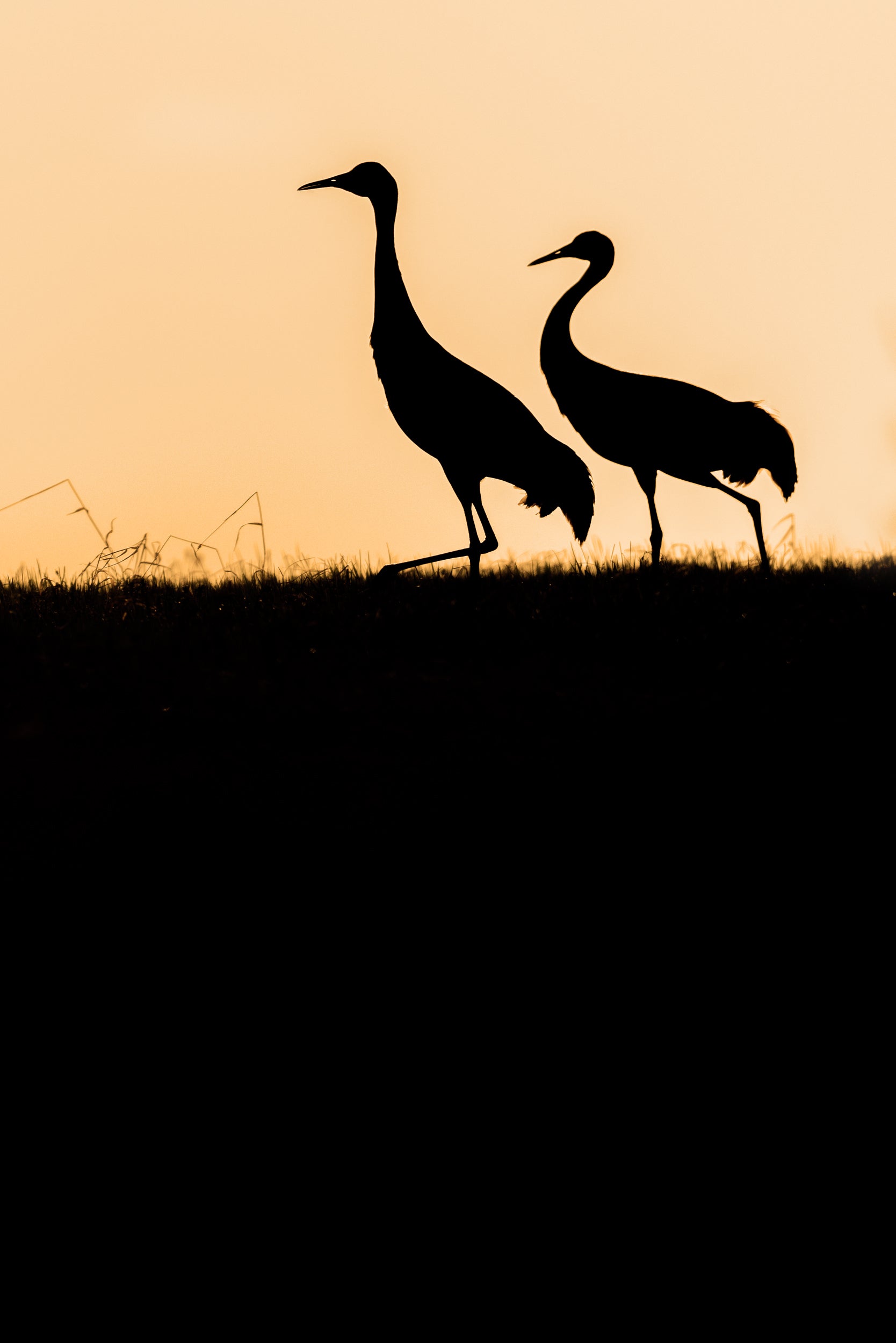 Sandhill Crane 045