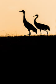 Sandhill Crane 045