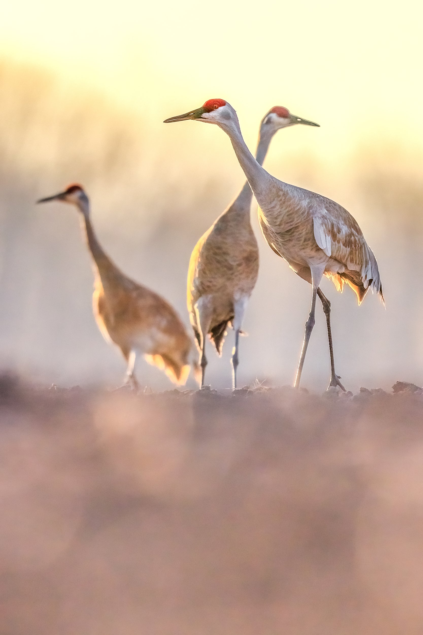 Sandhill Crane 048