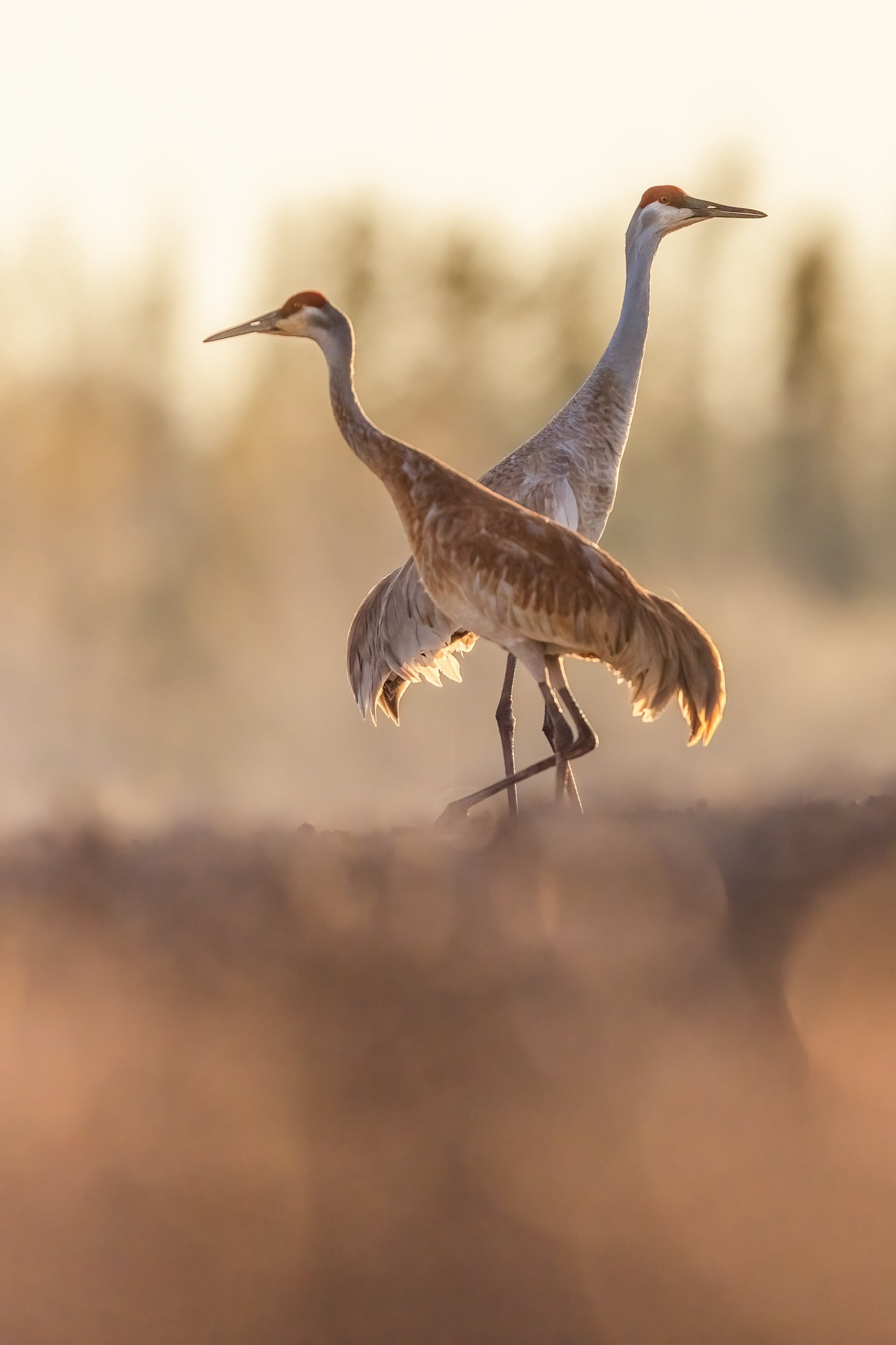 Sandhill Crane 049