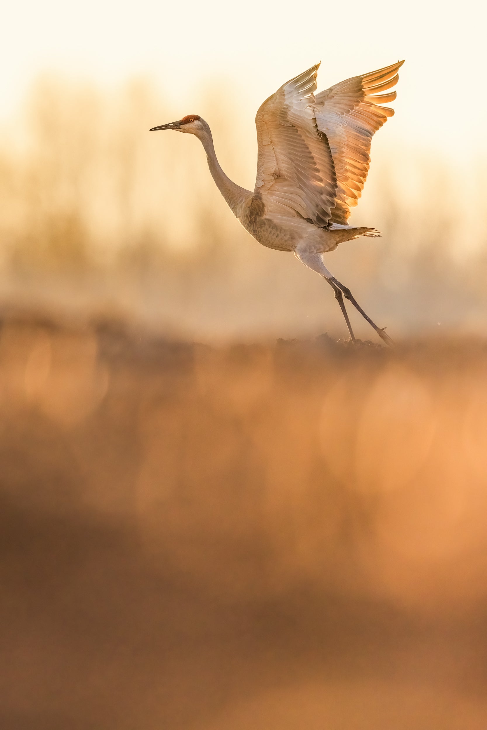 Sandhill Crane 050