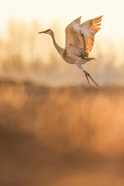 Sandhill Crane 050