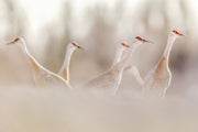 Sandhill Crane 052