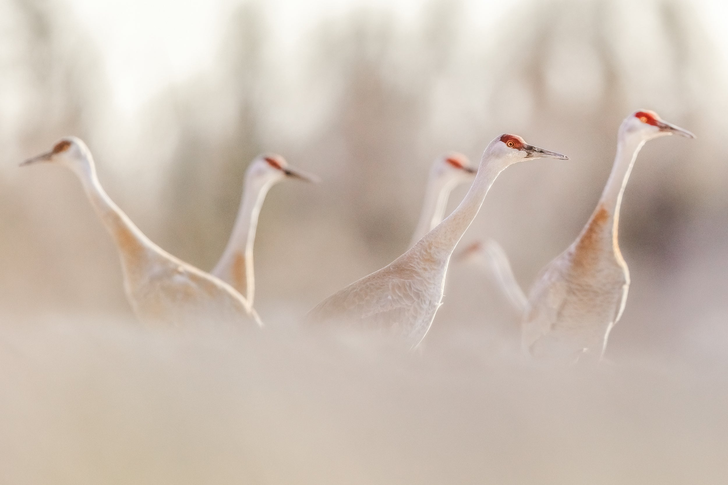 Sandhill Crane 052