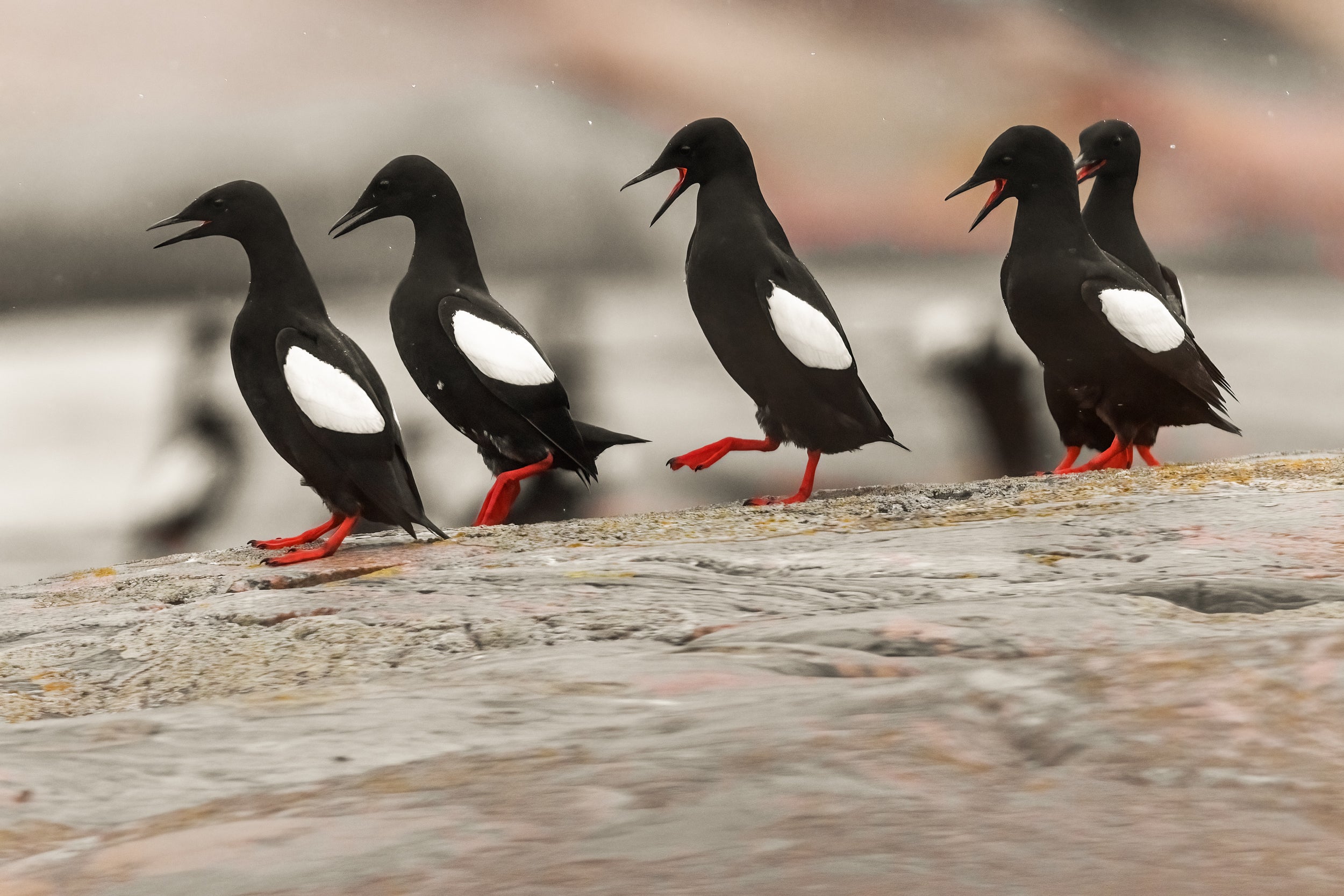 Guillemot à miroir 011