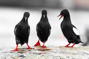 Guillemot à miroir 013