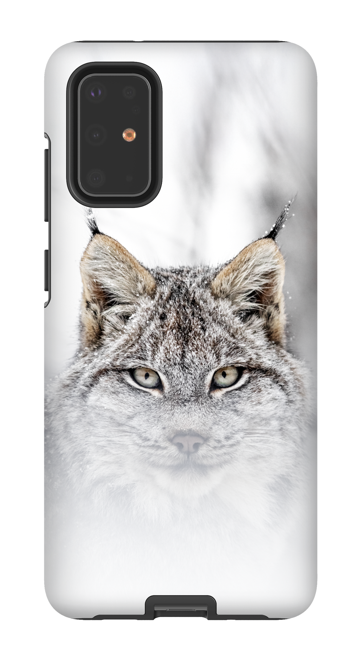 Le chat