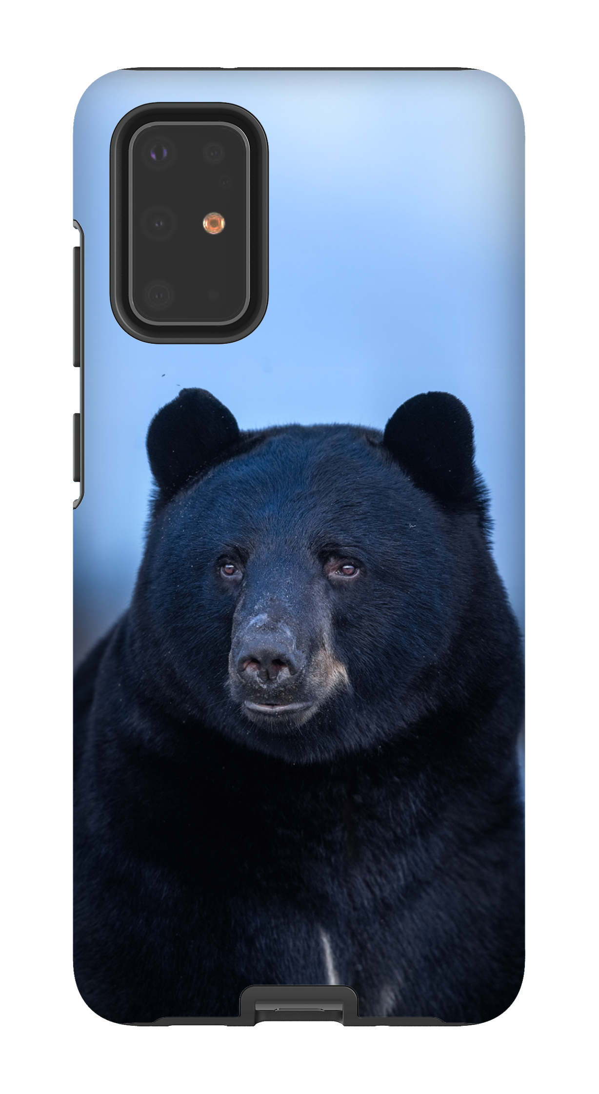 Ours bleu