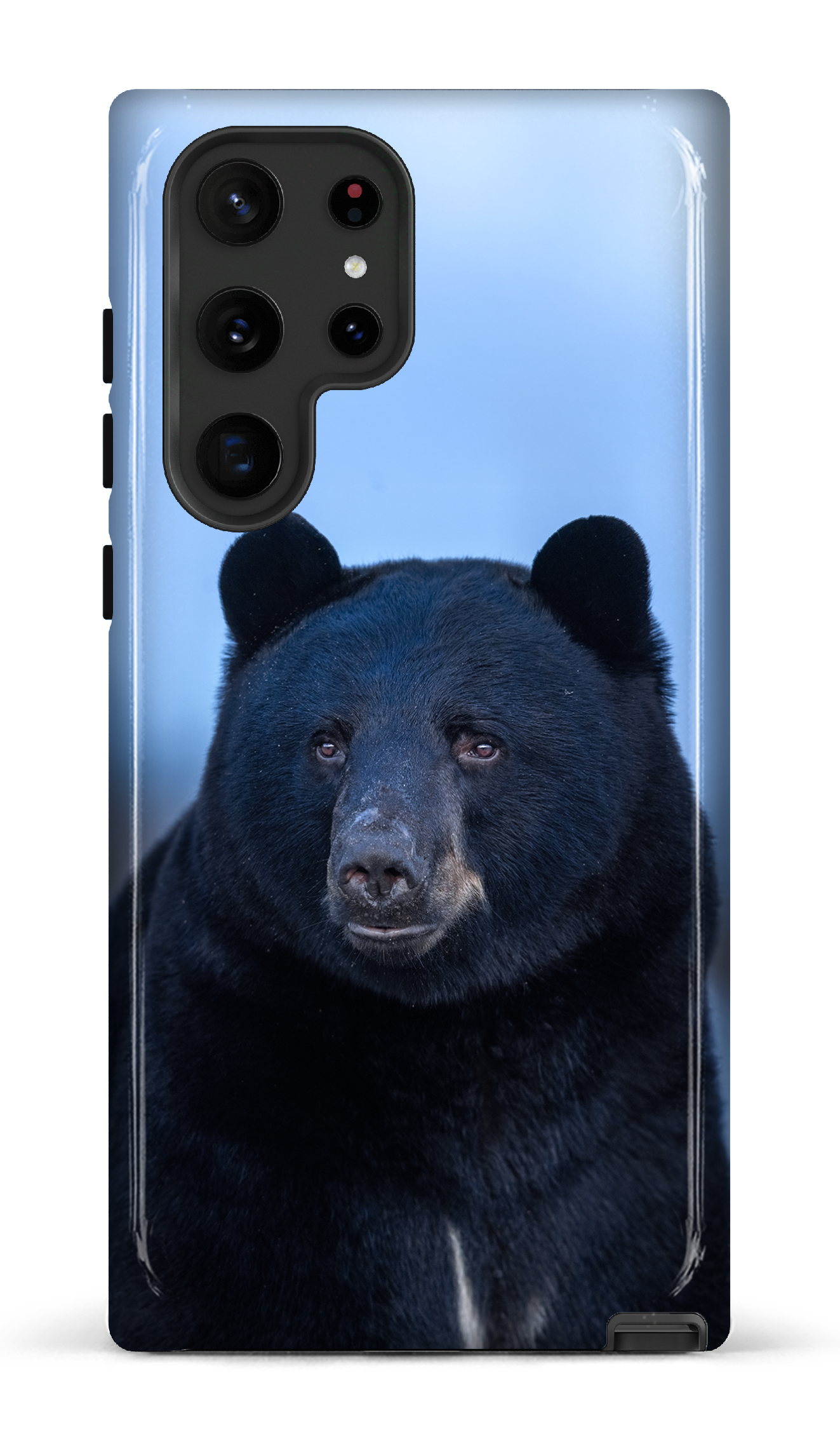 Ours bleu