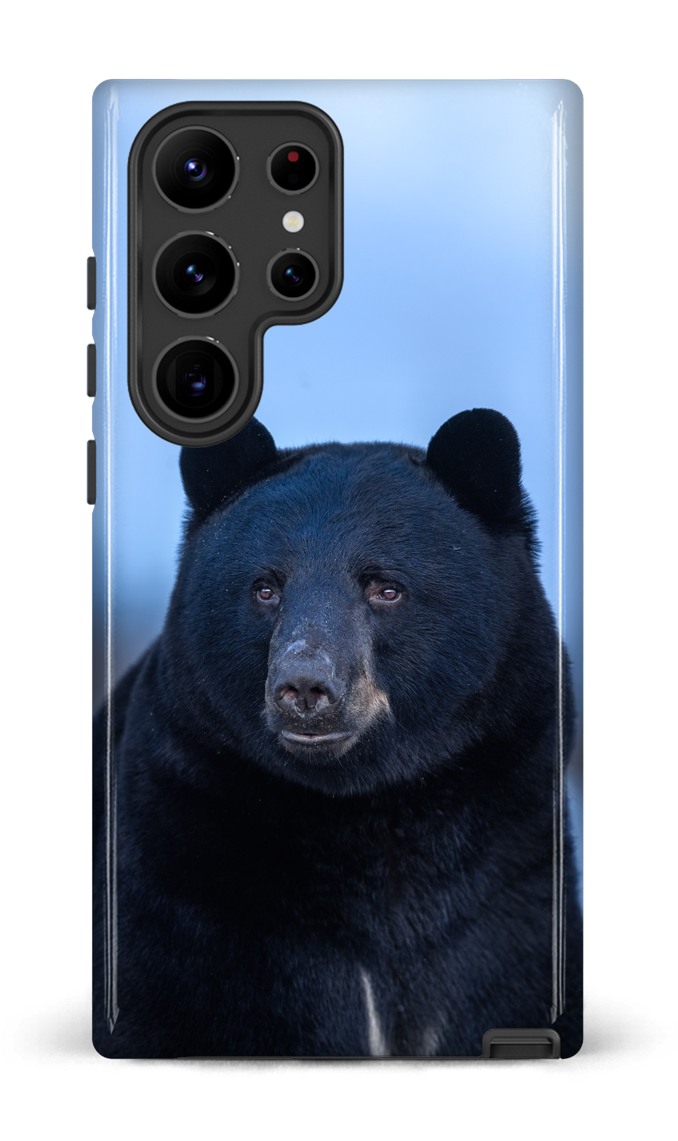 Ours bleu
