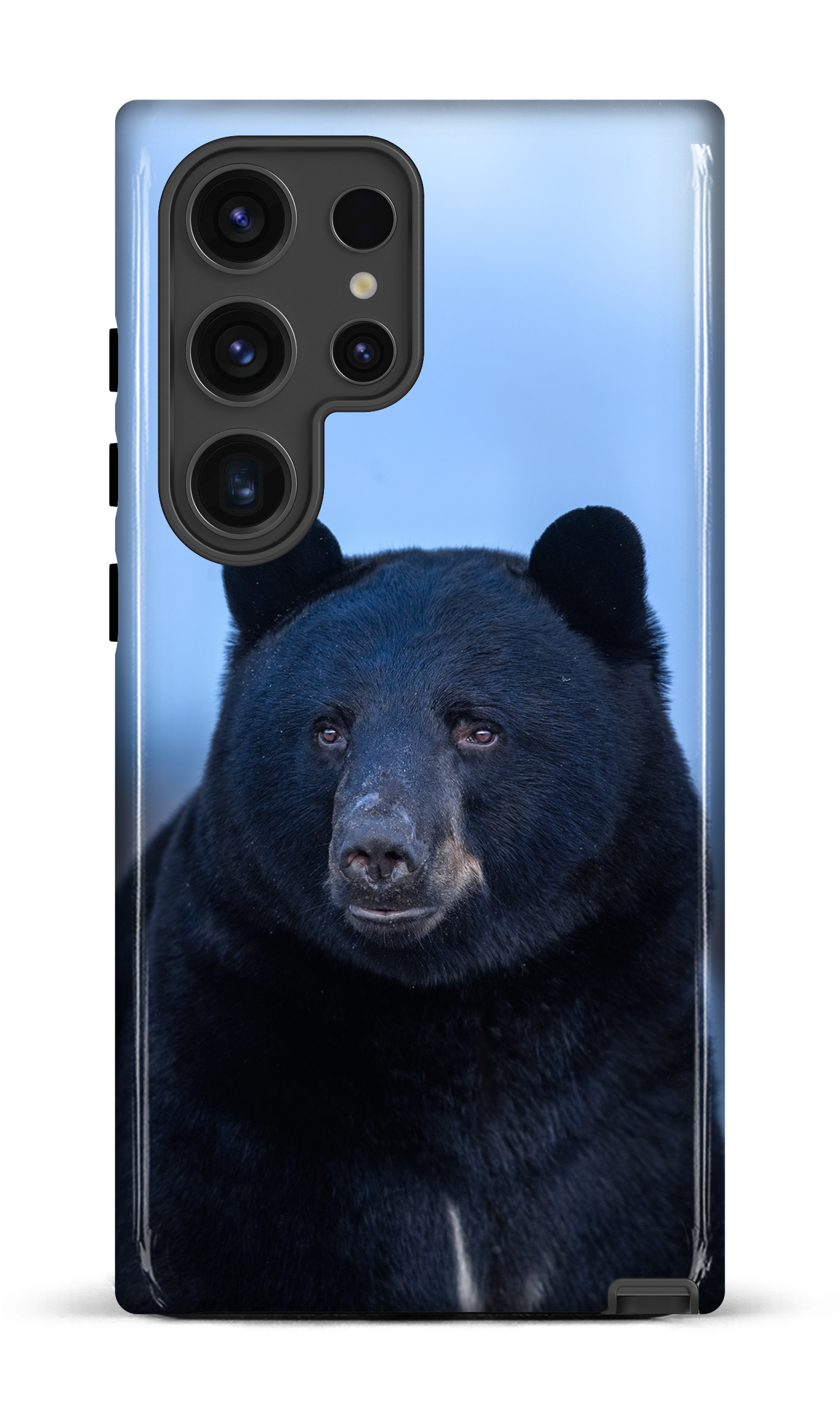 Ours bleu
