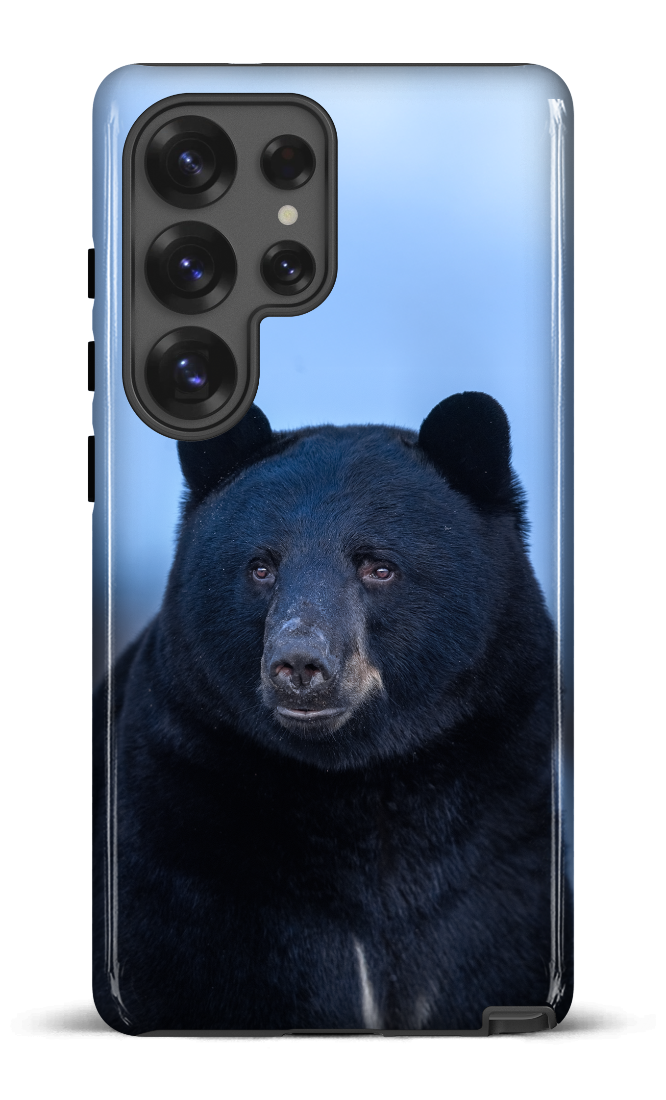 Ours bleu