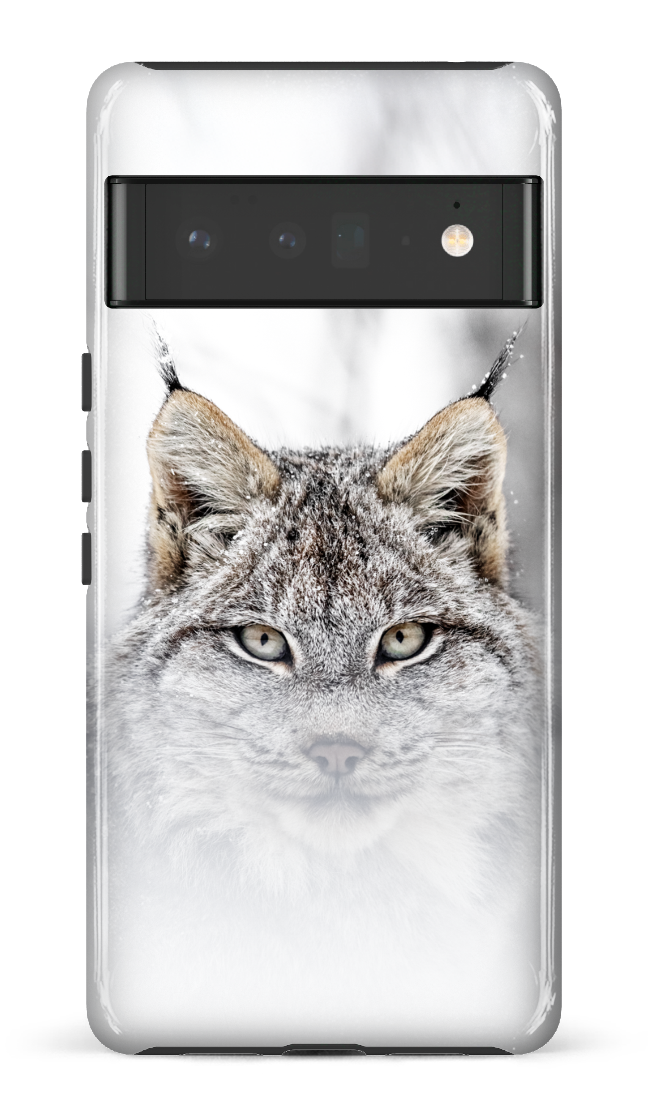 Le chat