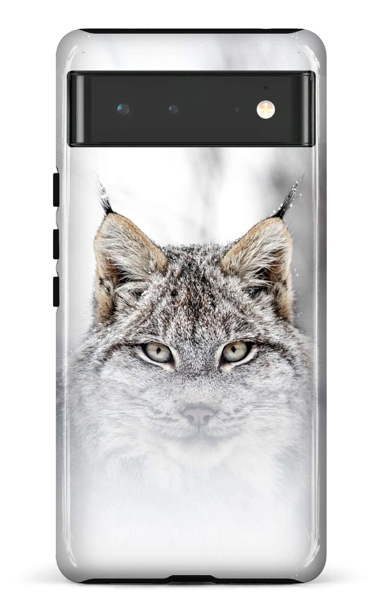 Le chat