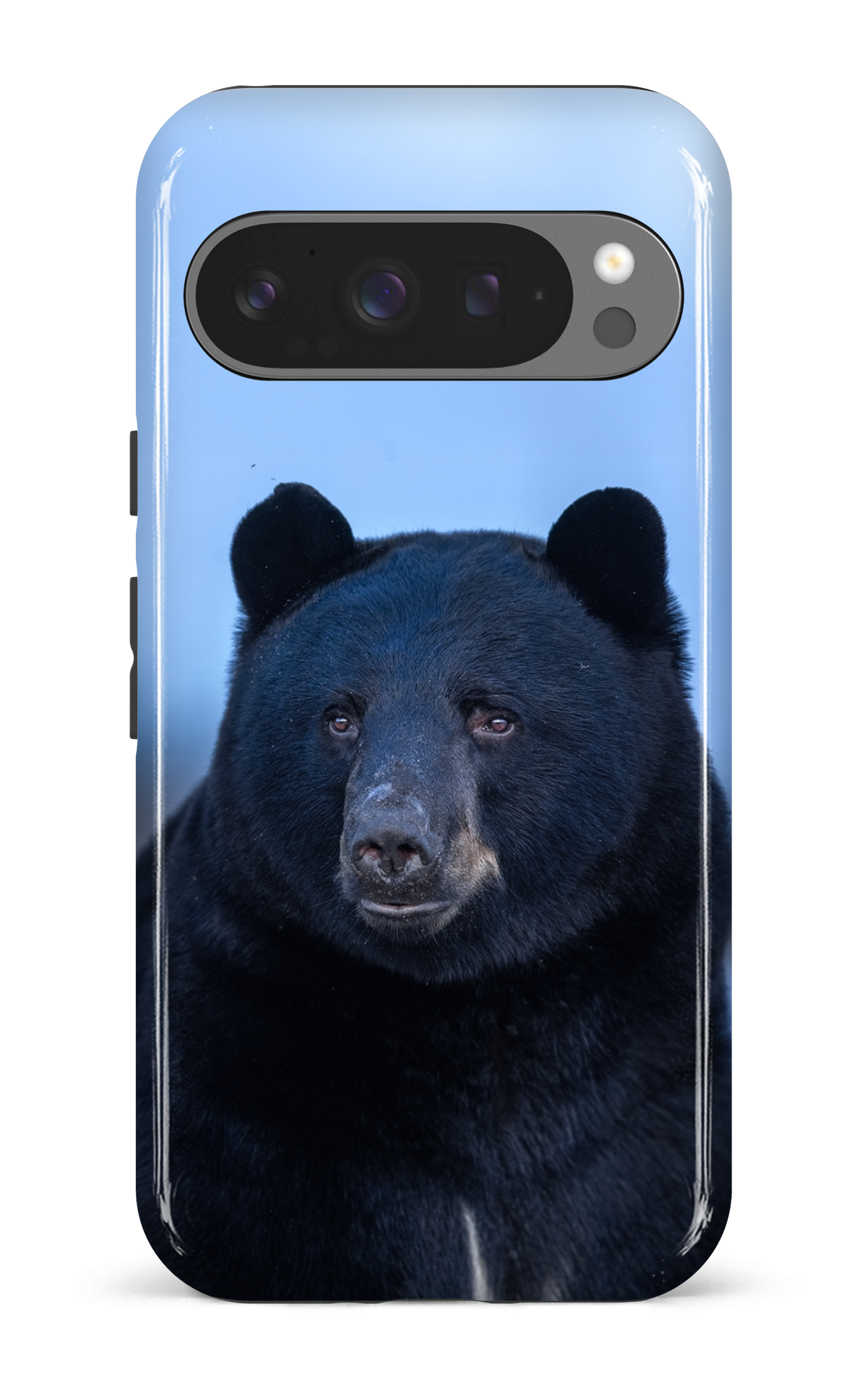 Ours bleu