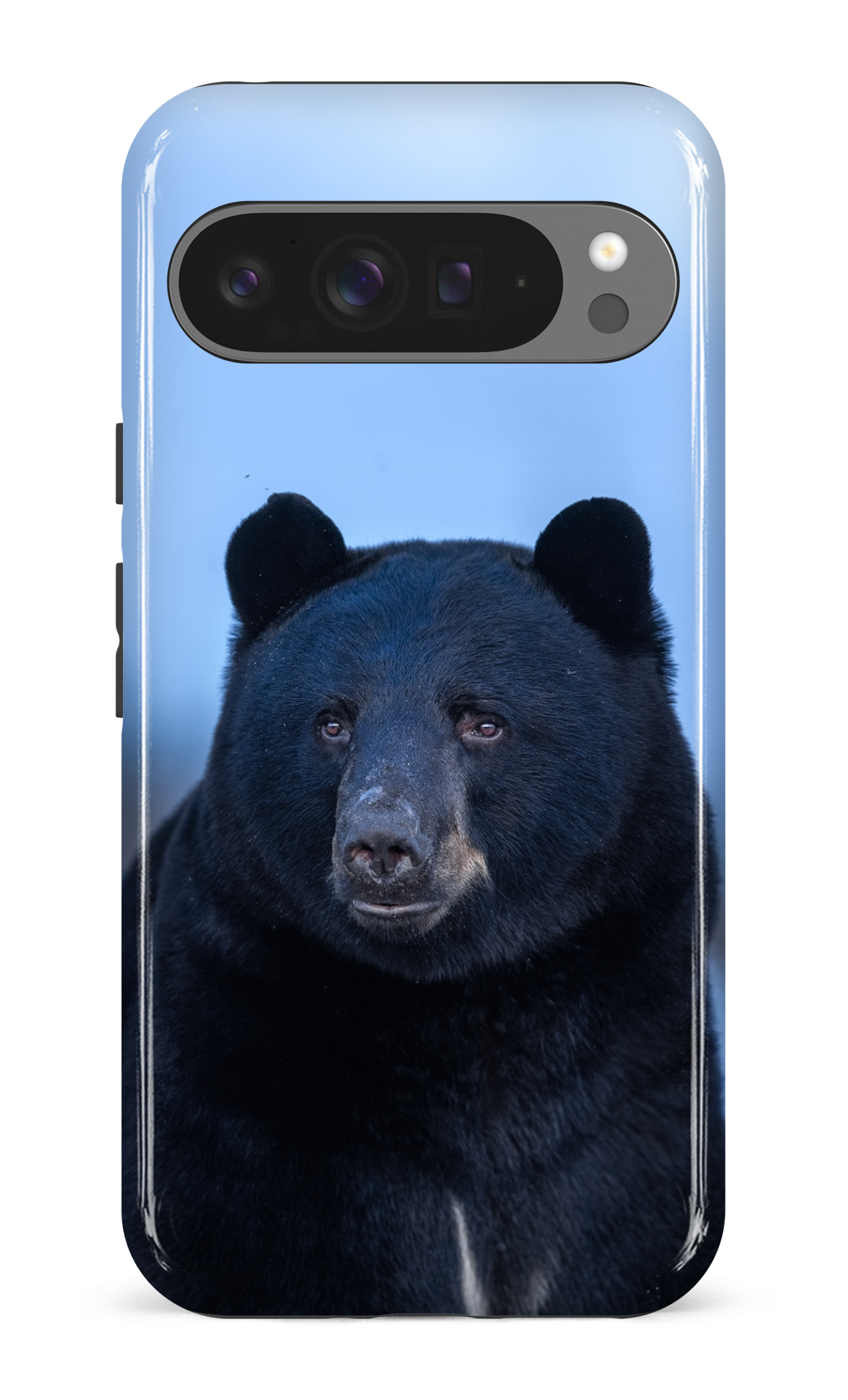Ours bleu