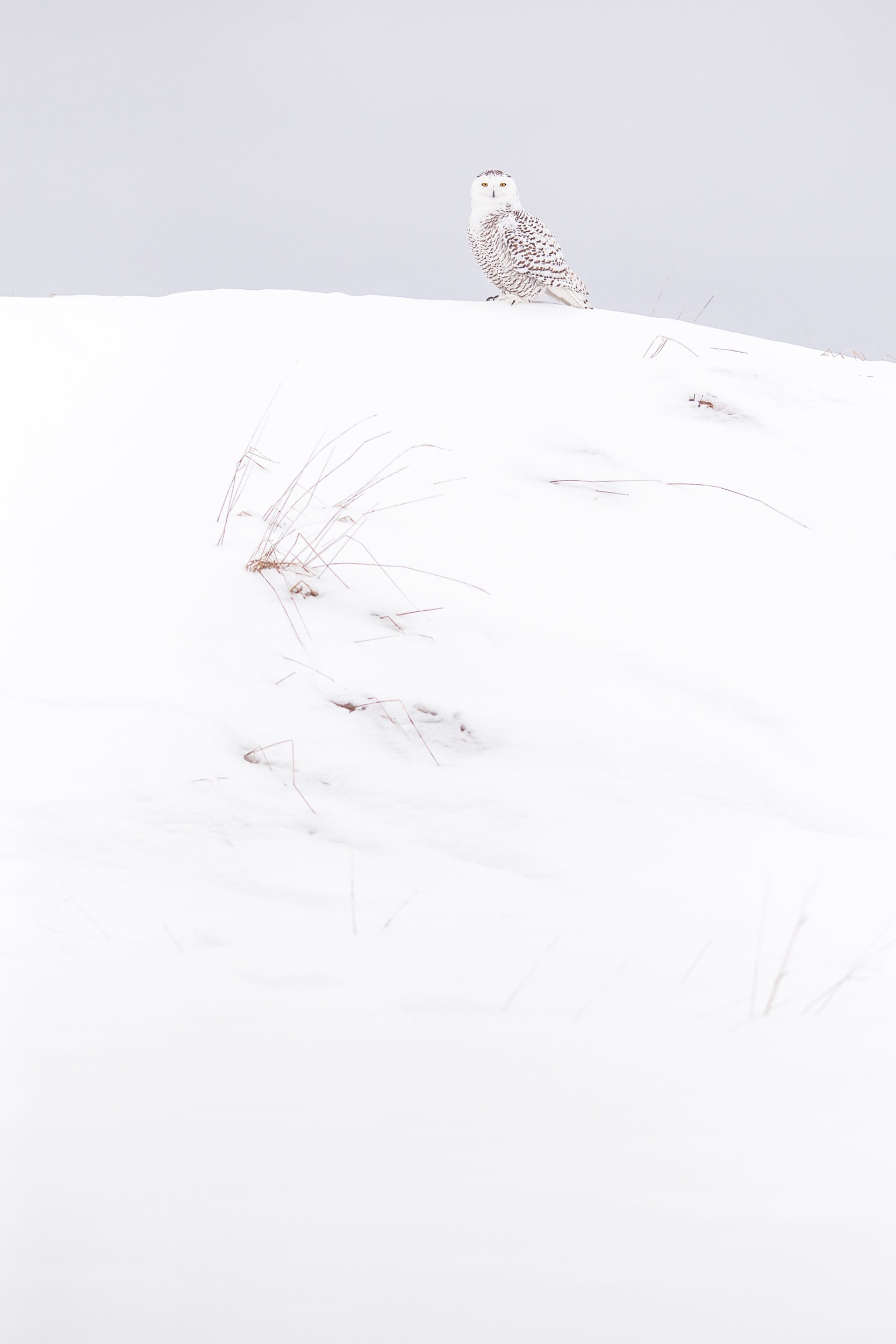 Snowy Owl 001
