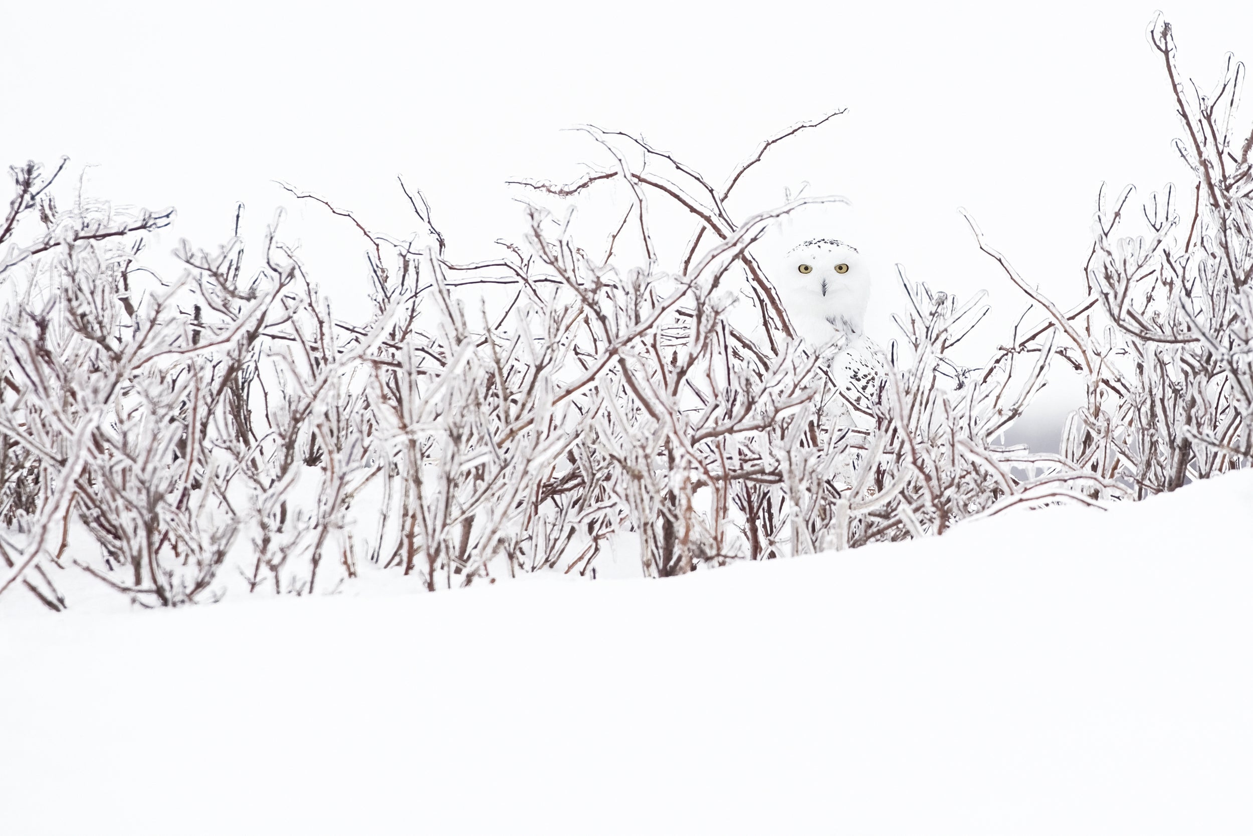 Snowy Owl 002