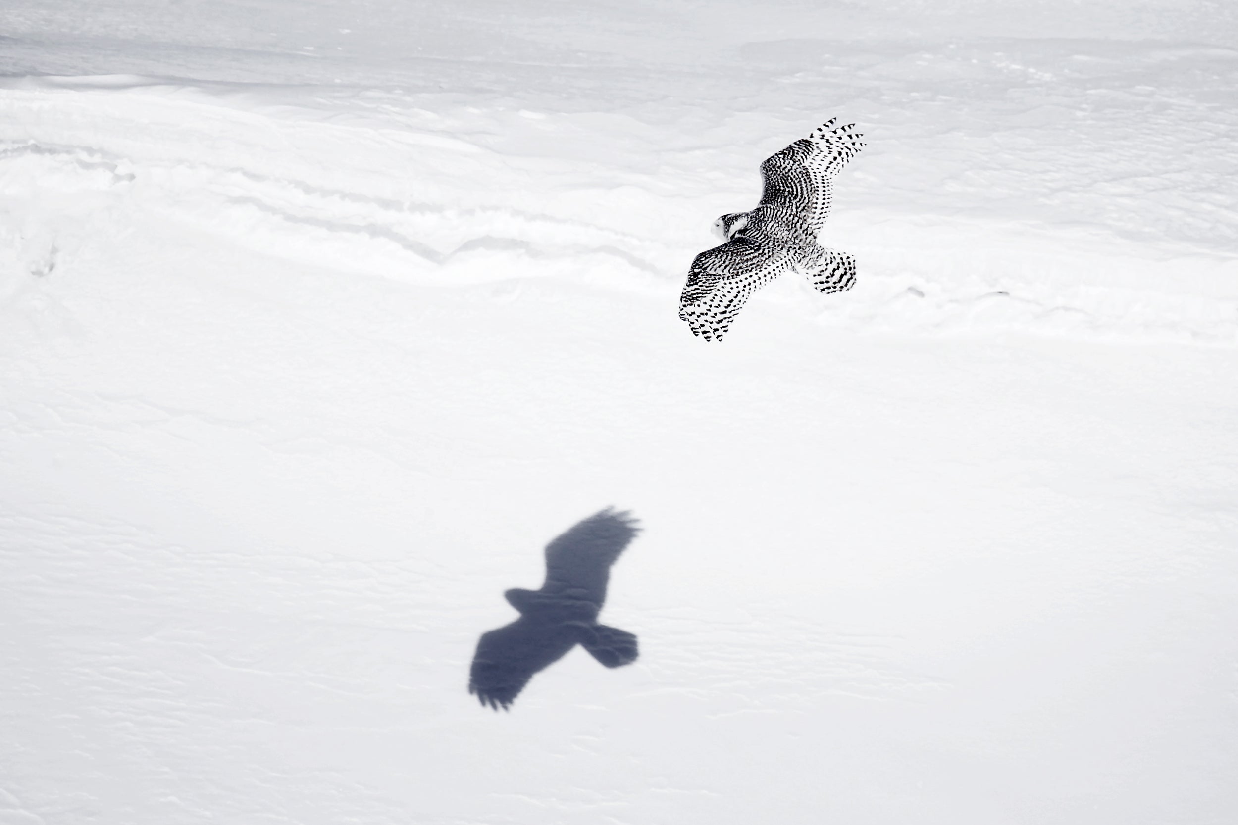 Snowy Owl 003