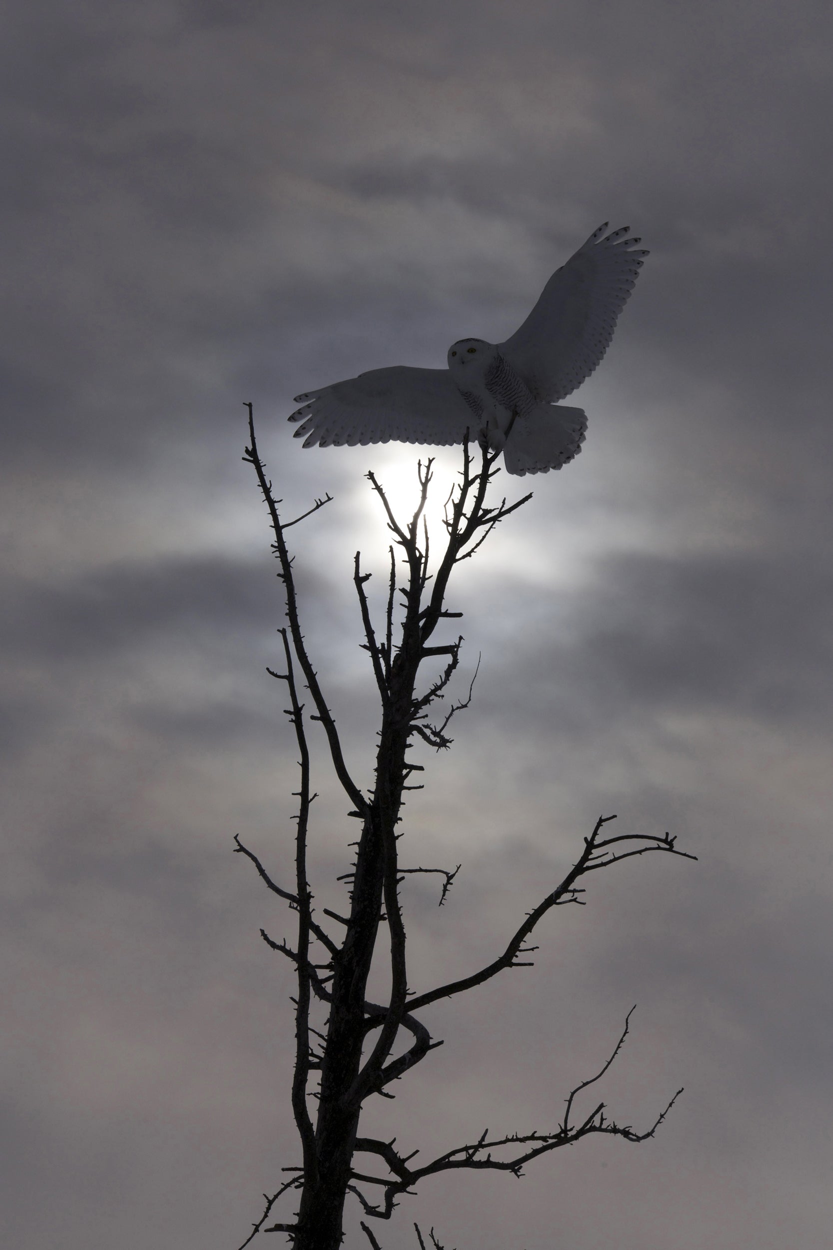 Snowy Owl 004