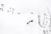 Snowy Owl 005