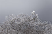 Snowy Owl 006