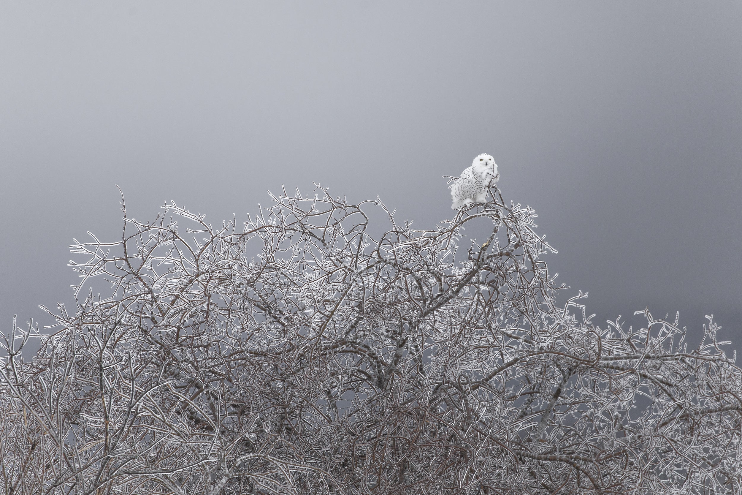 Snowy Owl 006