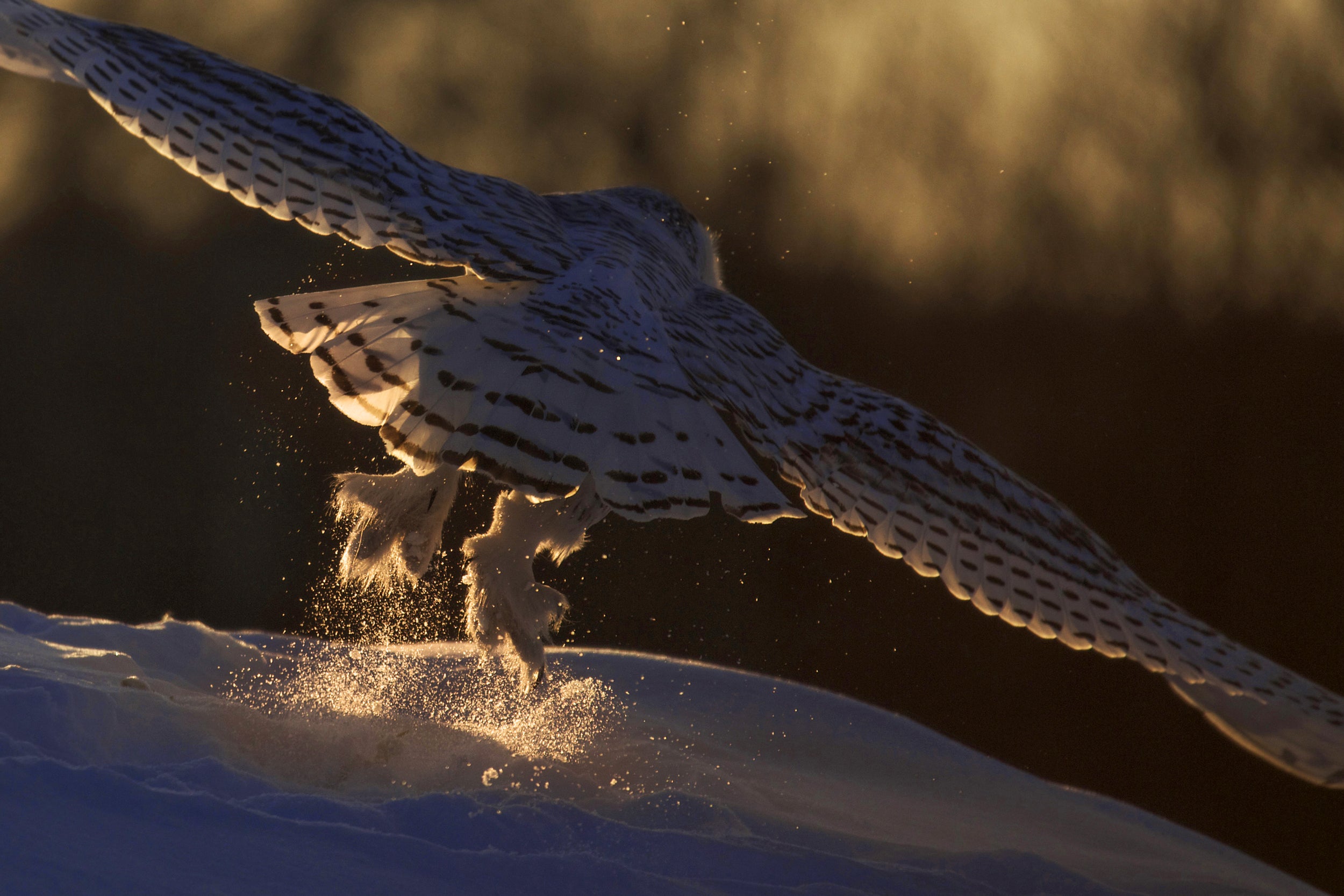 Snowy Owl 008