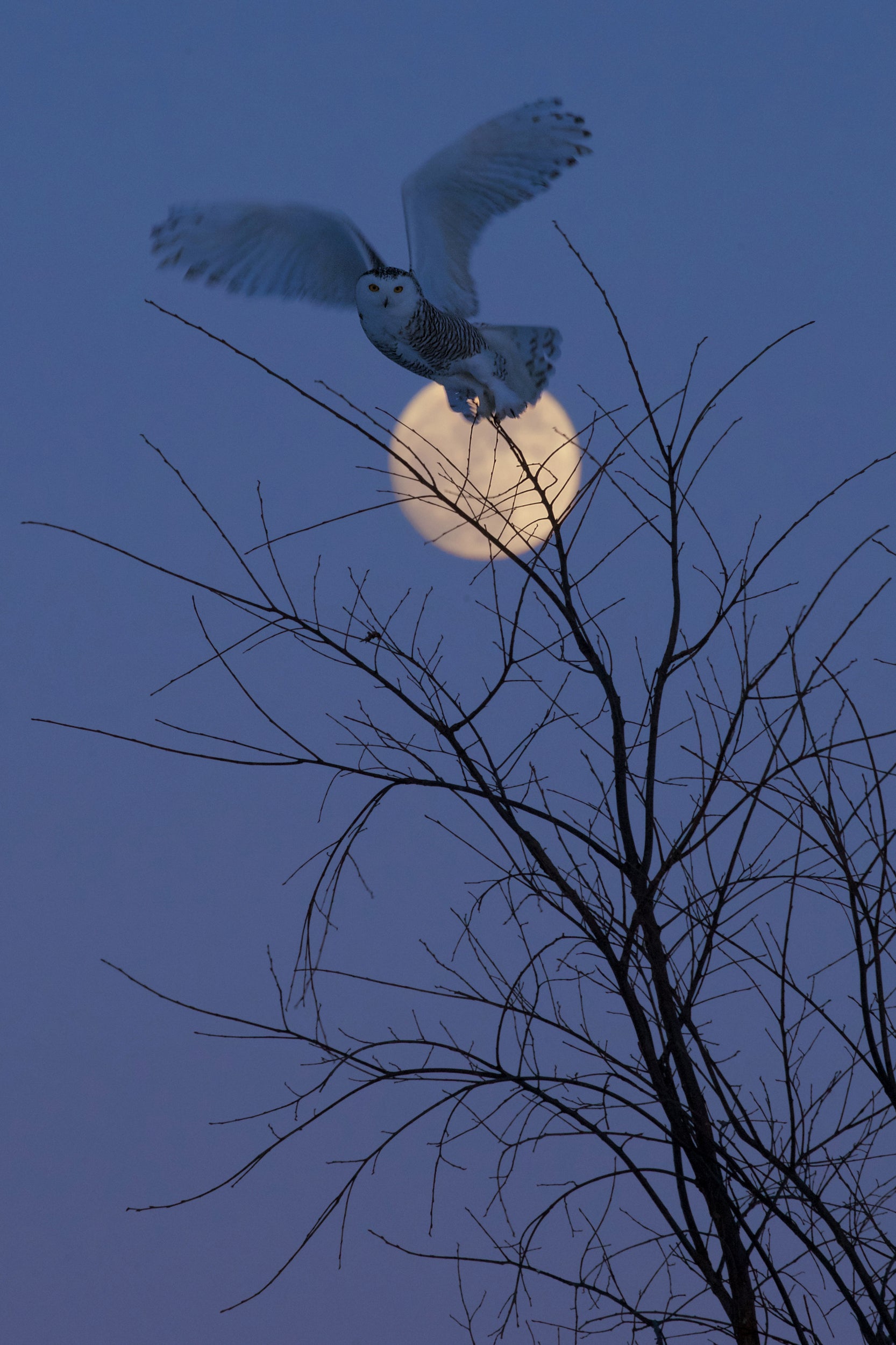 Snowy Owl 010